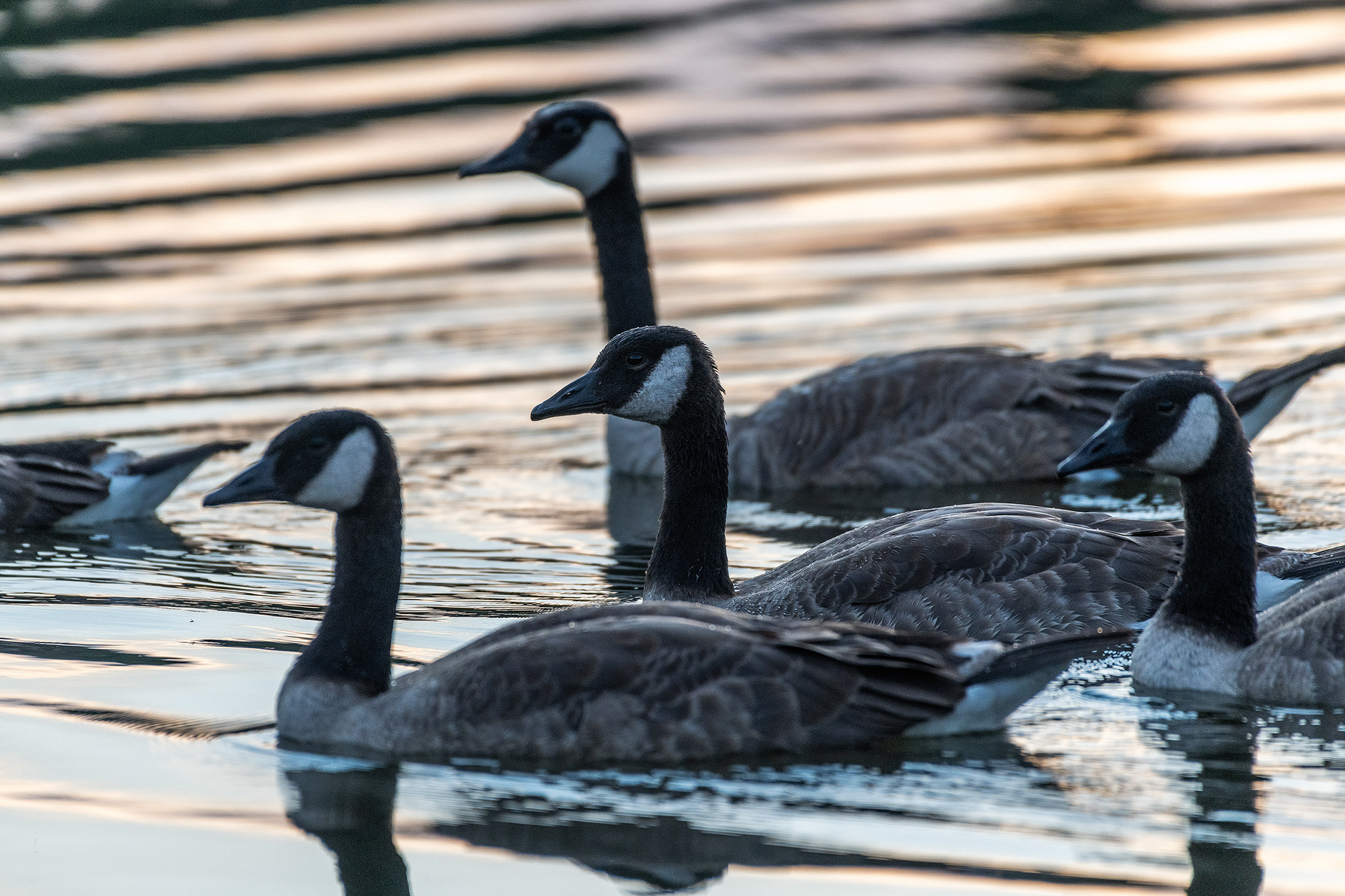 Canada Geese (immature), Marshall Springs - Fish Creek Prov. Park, Calgary, AB