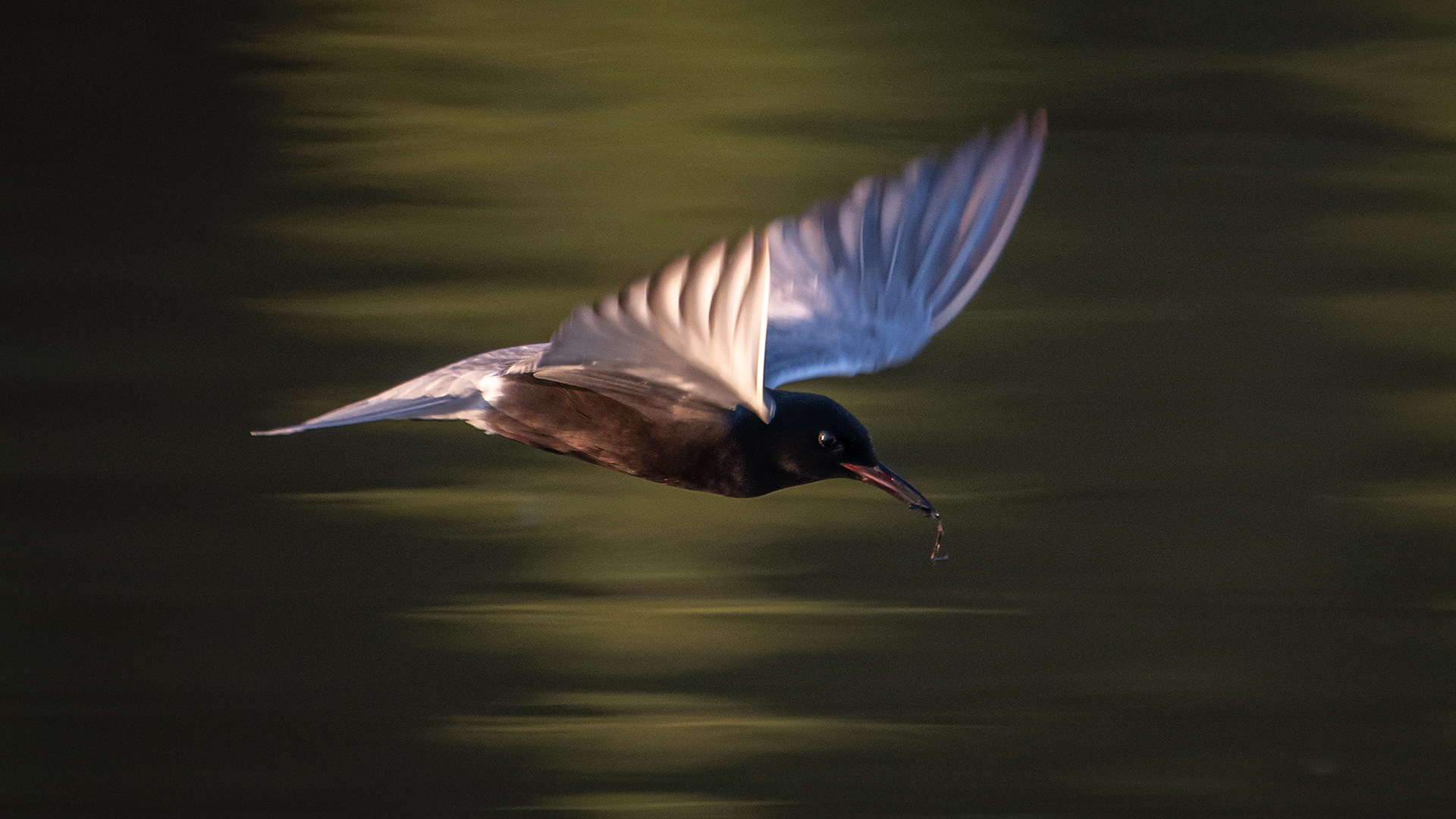 Black Tern (in flight) with a Dragonfly, Marshall Springs ponds, Fish Creek Provincial Park, Calgary, AB