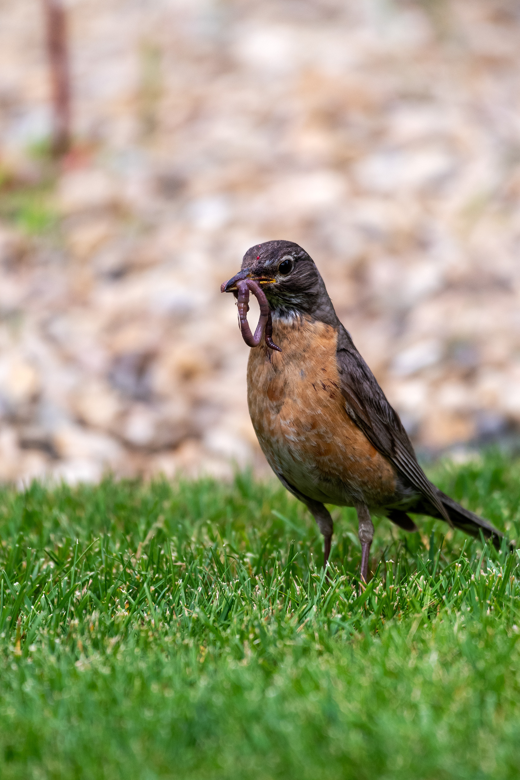 Berry stained female American Robin gets a hankering for some worm