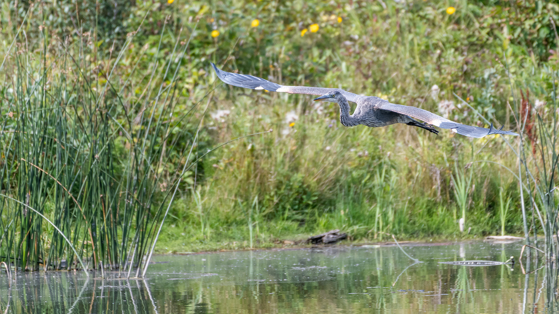 Great Blue Heron (in flight), Marshall Springs - Fish Creek Prov. Park, Calgary, AB
