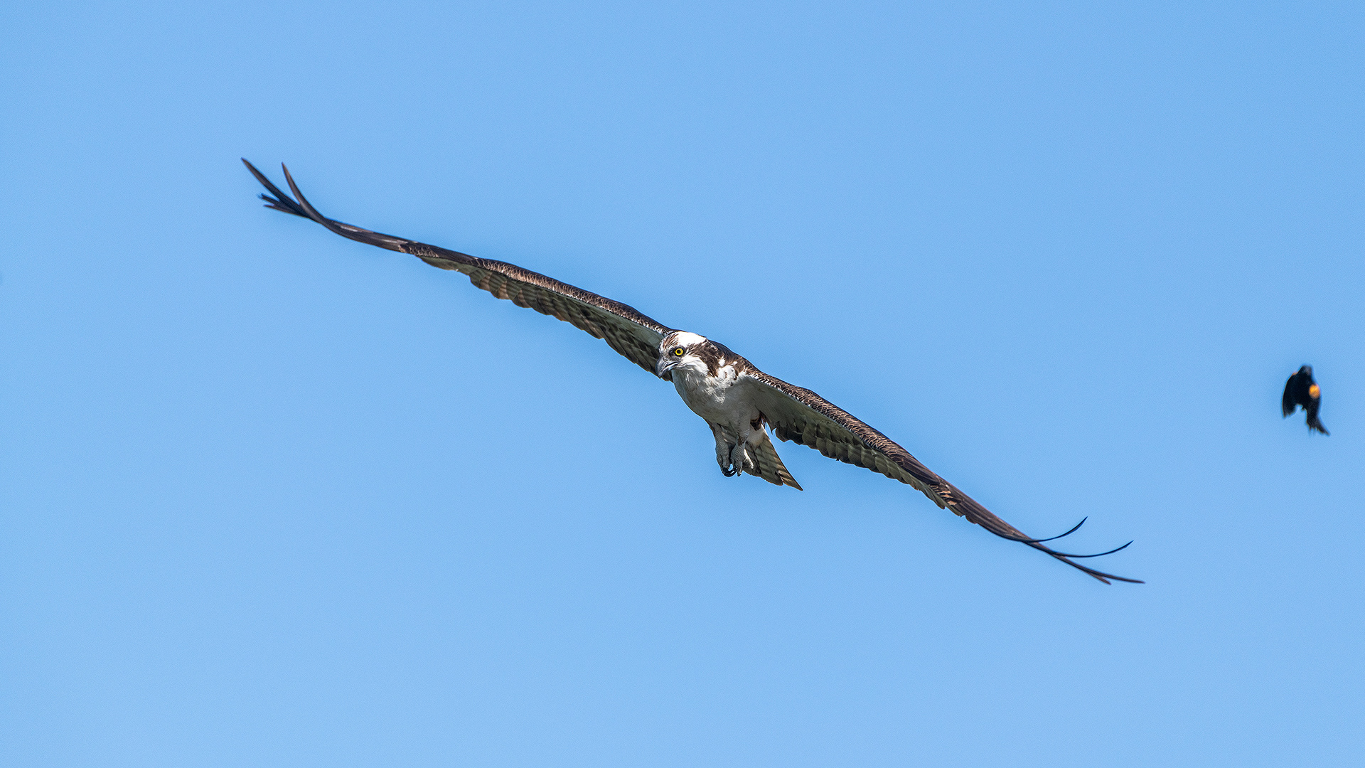Osprey (in flight) being pestered by a male Red-winged Blackbird (in flight), Marshall Springs - Fish Creek Prov. Park, Calgary, AB