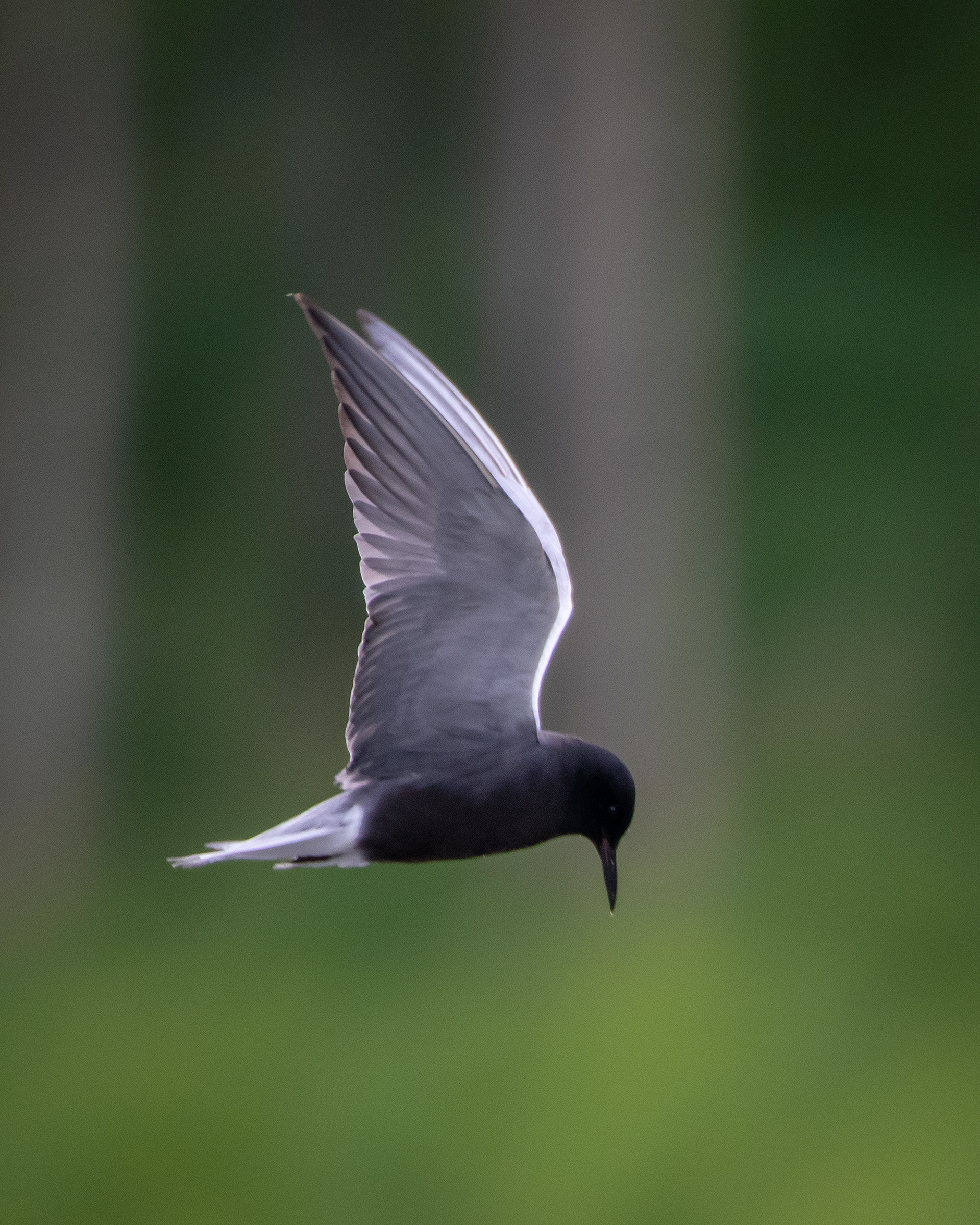 Black Tern (in flight), Marshall Springs ponds, Fish Creek Provincial Park, Calgary, AB