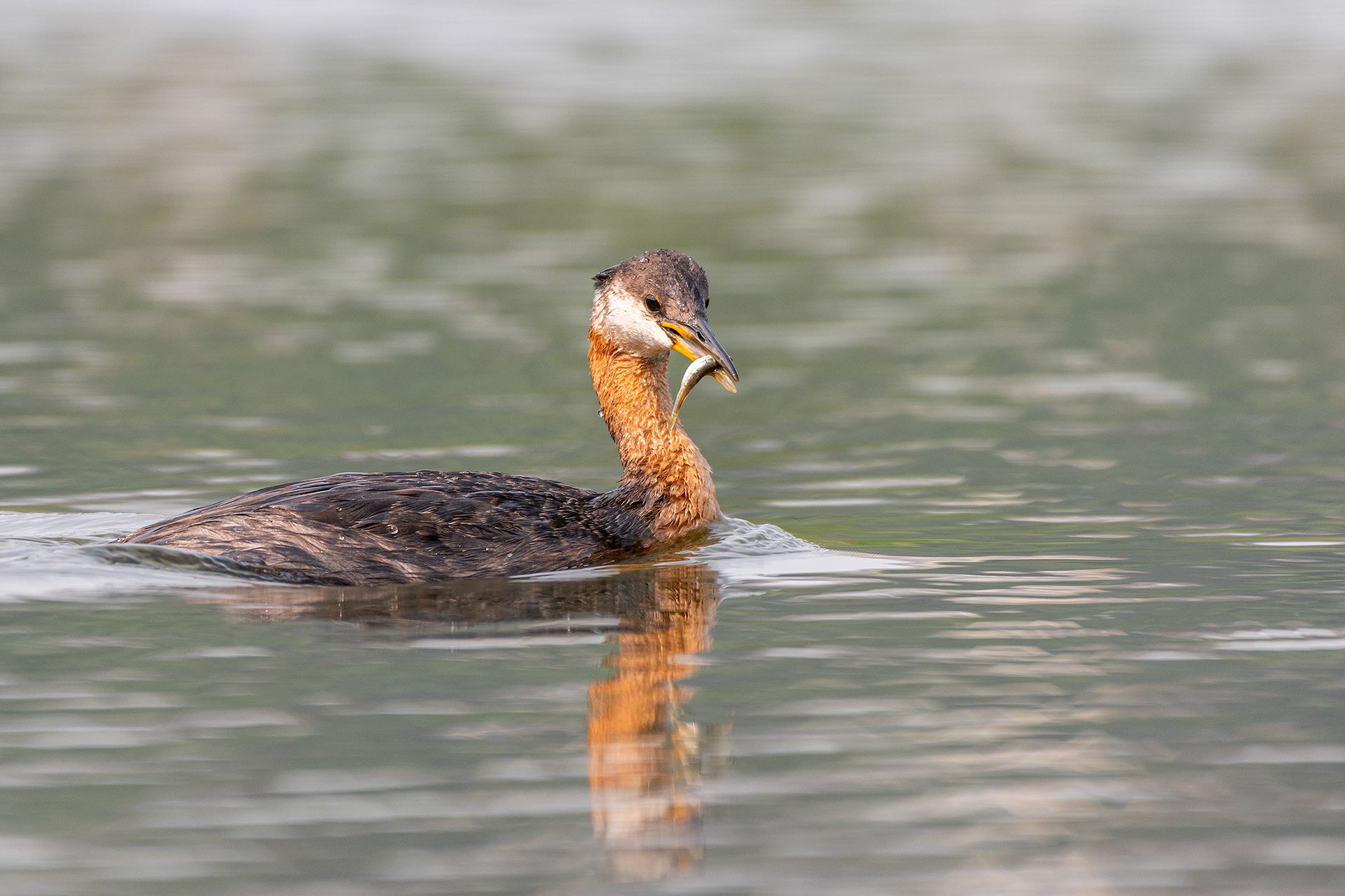 Red-necked Grebe (female), Marshall Springs - Fish Creek Prov. Park, Calgary, AB