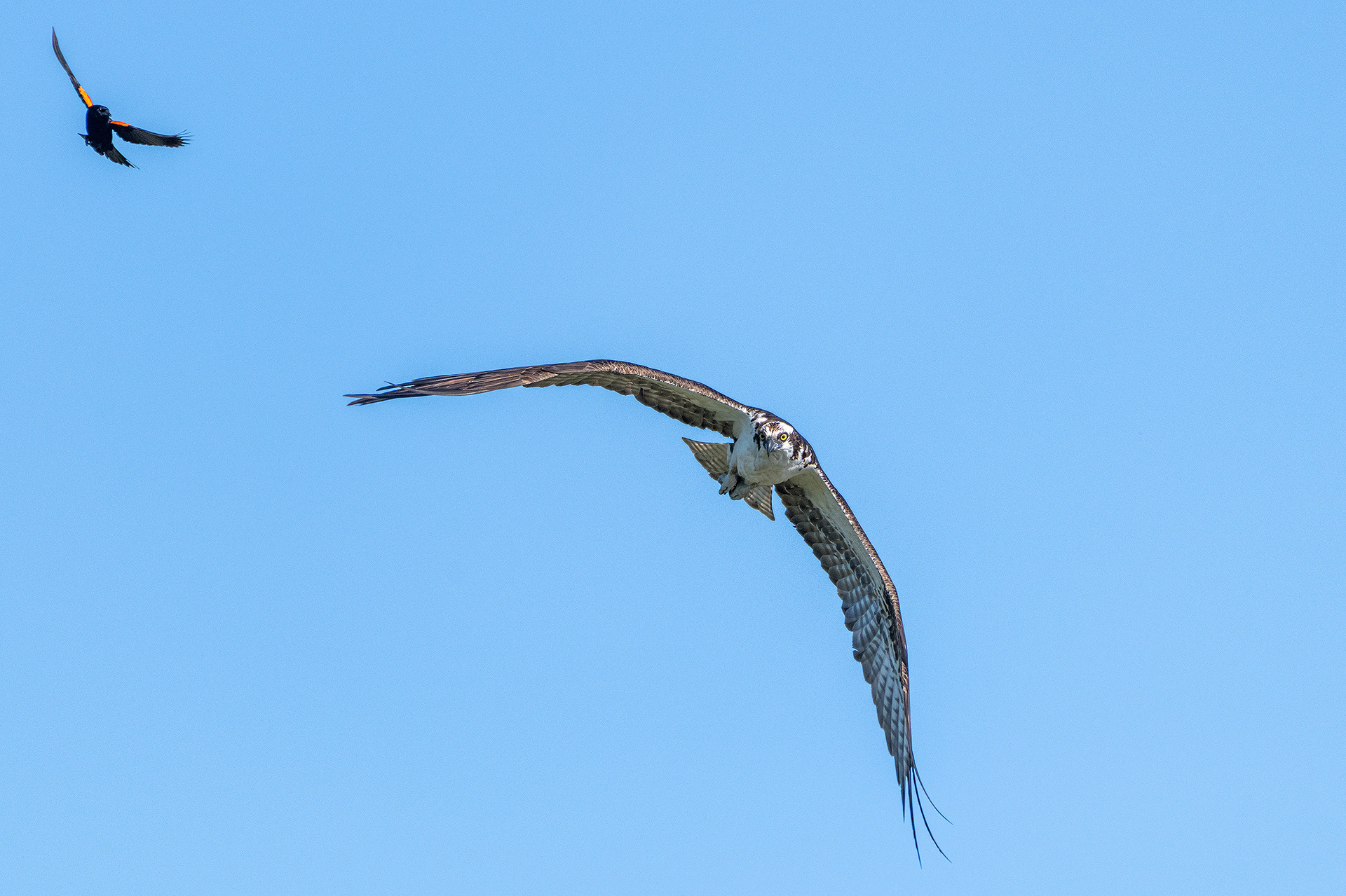 Osprey (in flight) being pestered by a male Red-winged Blackbird (in flight), Marshall Springs - Fish Creek Prov. Park, Calgary, AB