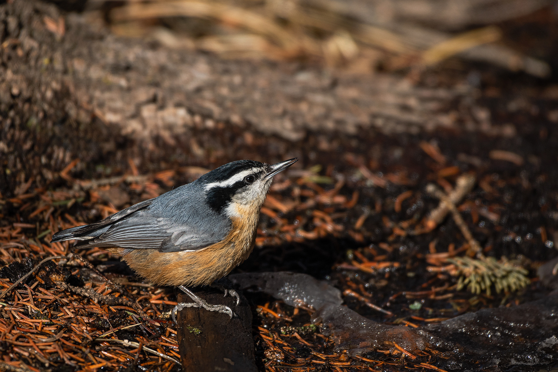 Red-breasted Nuthatch, near the Marshall Springs area of Fish Creek Provincial Park, Calgary, AB