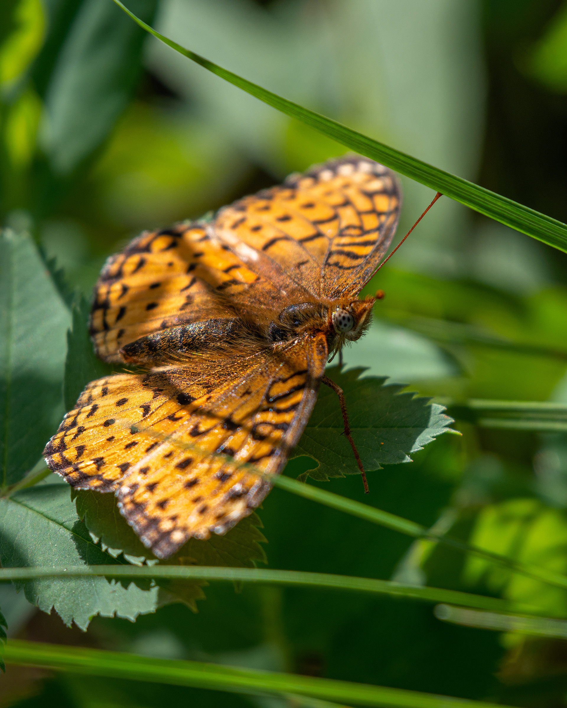 Butterfly, Brown-Lowery Provincial Park, Alberta