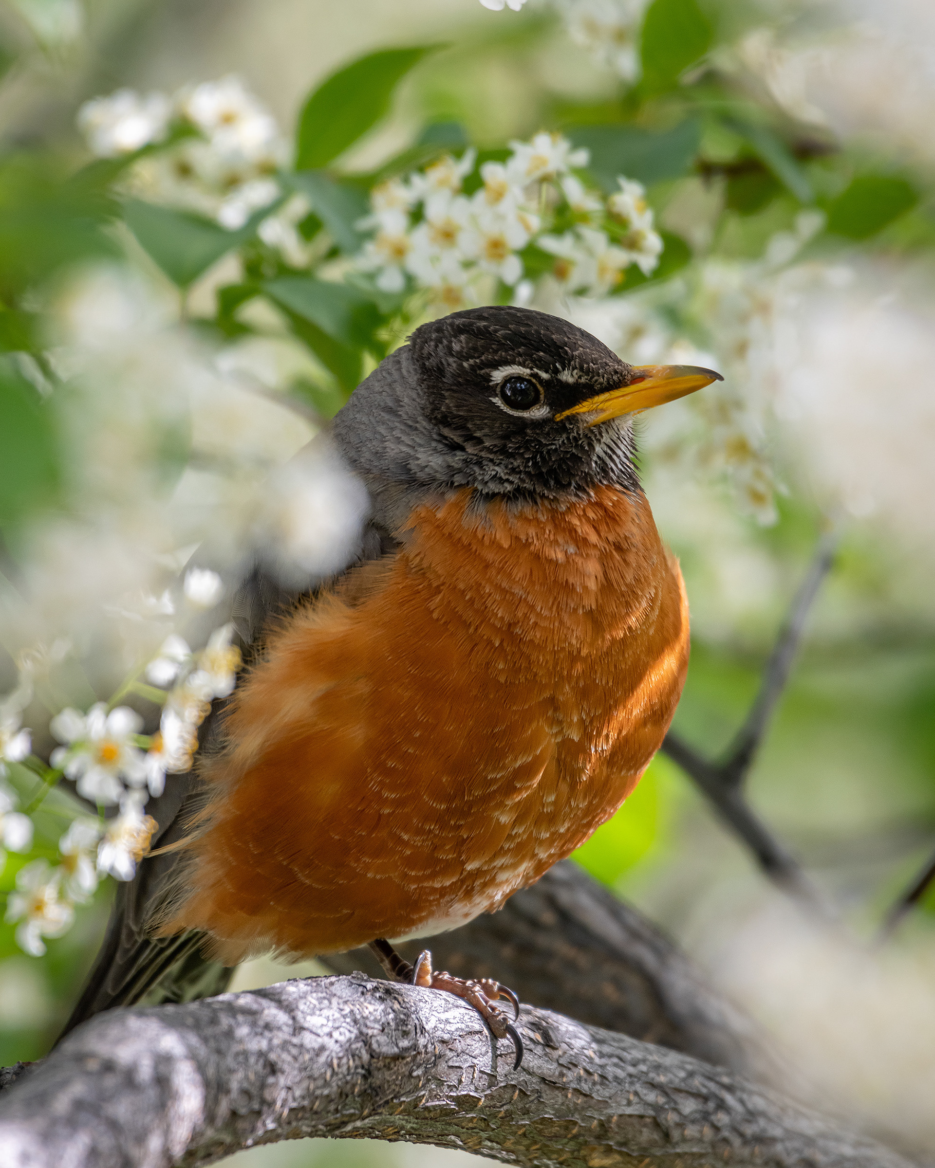 American Robin (male), Bridlewood, Calgary, AB
