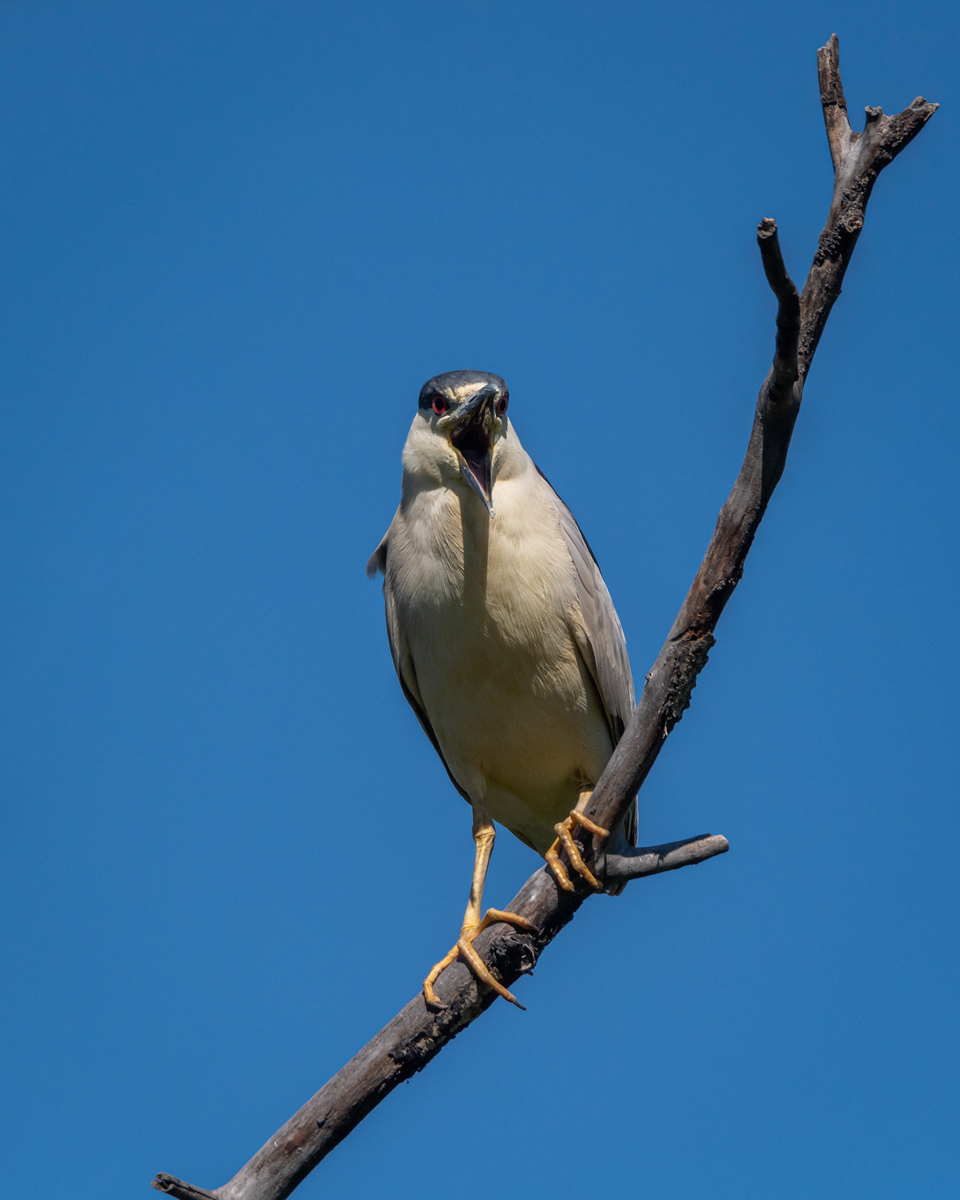Black-crowned Night Heron, Marshall Springs ponds, Fish Creek Provincial Park, Calgary, AB