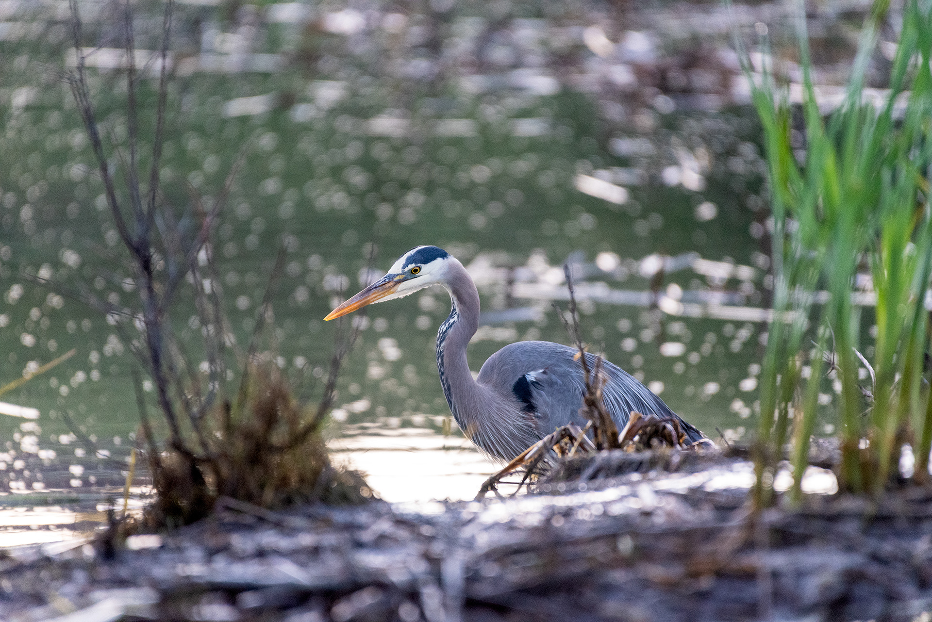 Great Blue Heron (standing, side view)