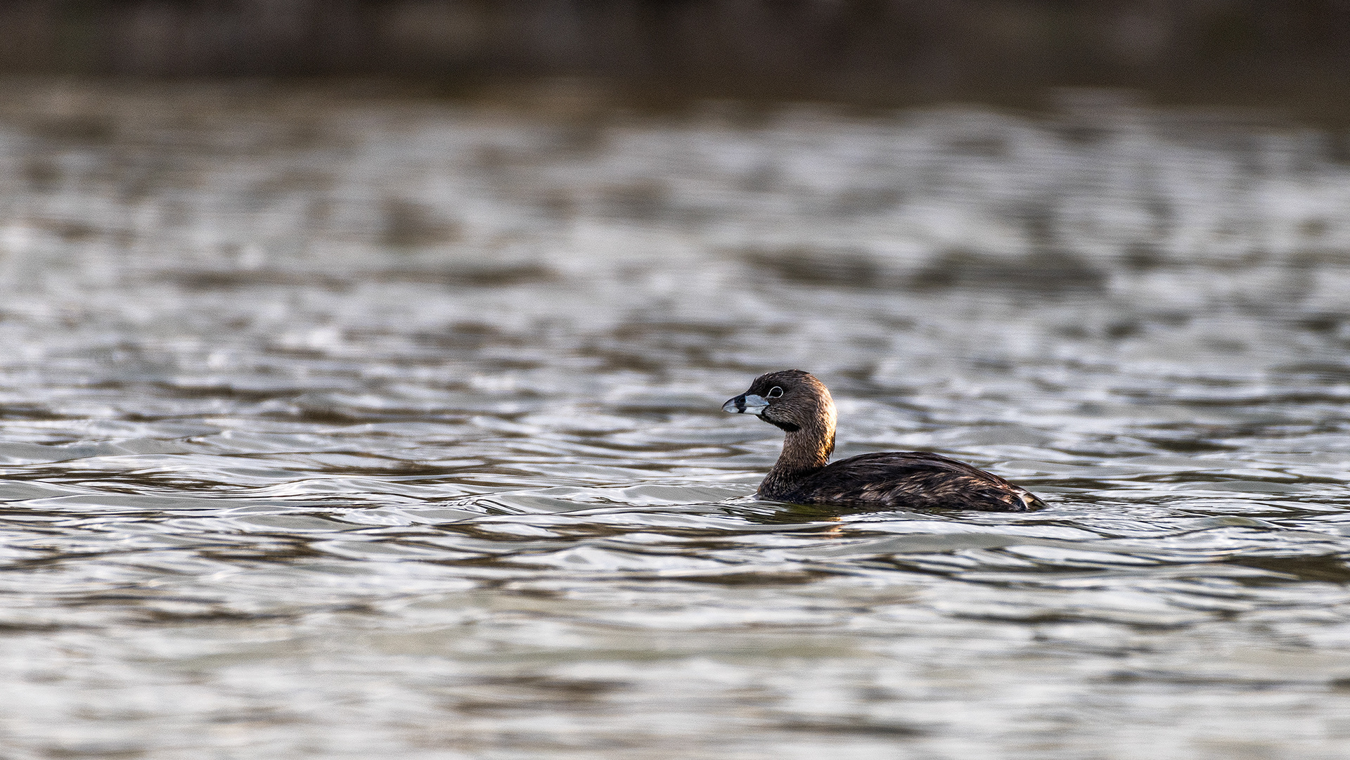 Pied-billed Grebe at Bridlewood Wetlands Park, Calgary, Alberta