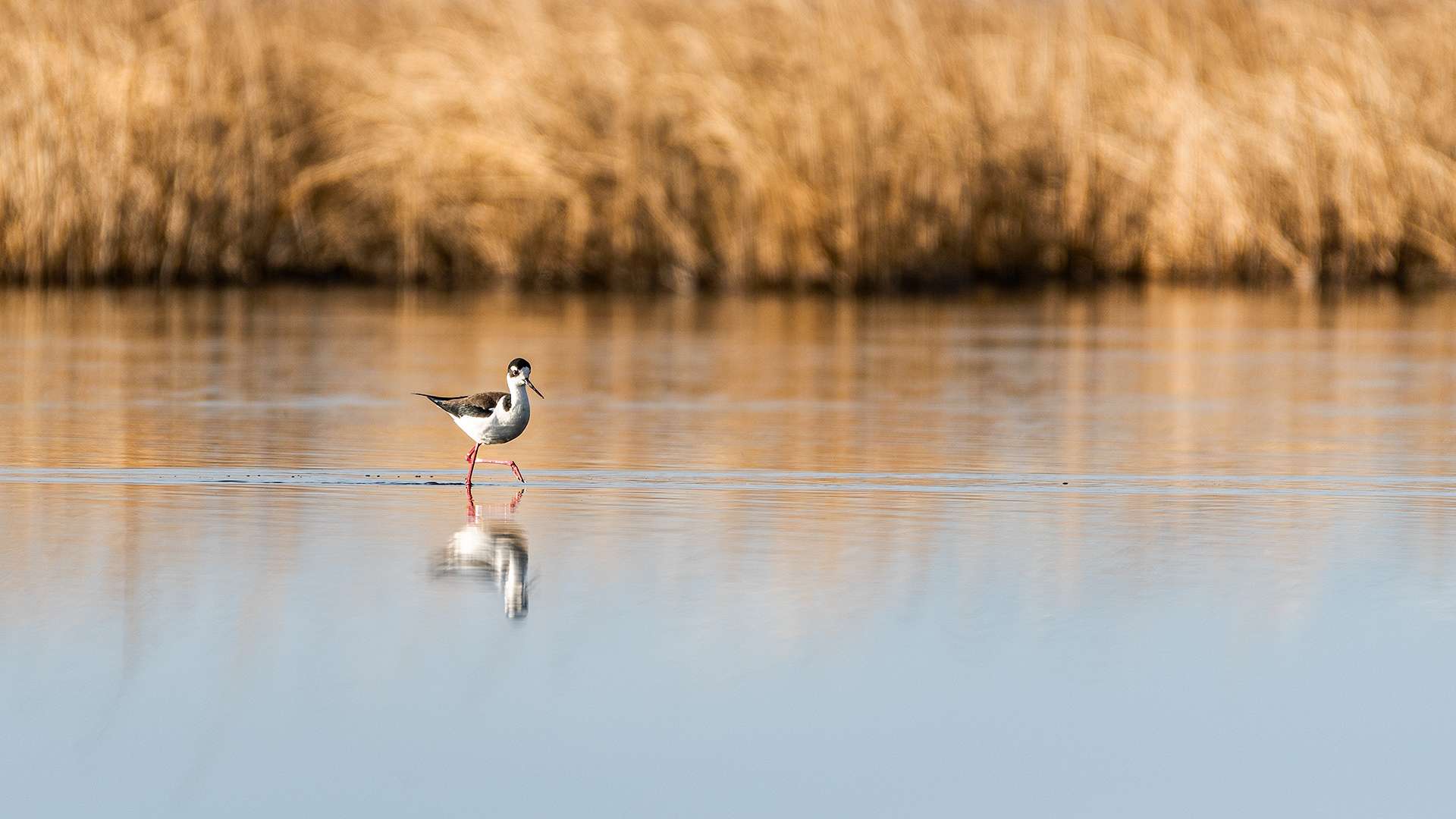 Black-necked Stilt at Frank Lake, Alberta