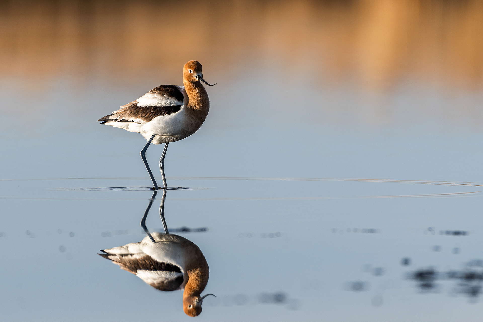 American Avocet at Frank Lake, Alberta