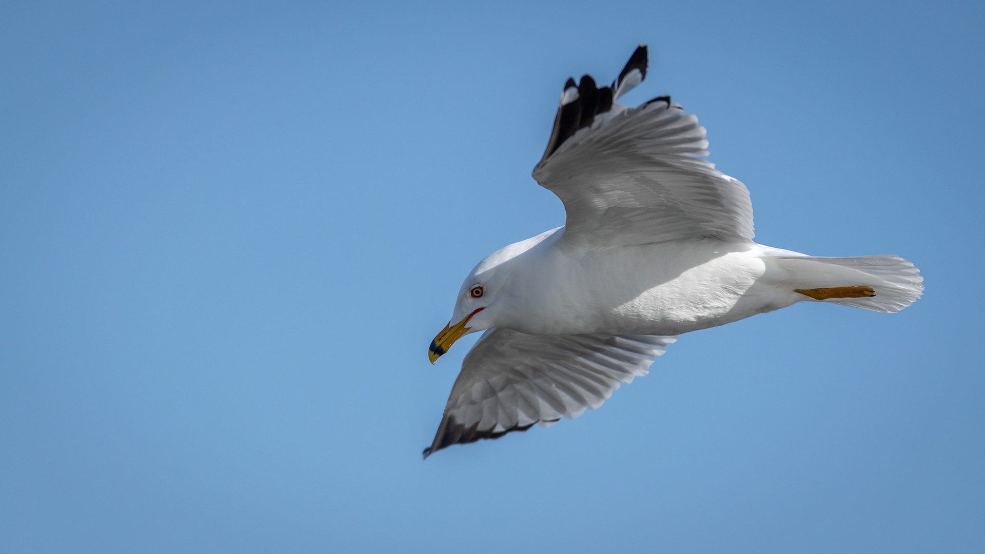Ring-billed Gull (in flight), near the Harvie Passage of the Bow River, Pearce Estate Park, Calgary, AB