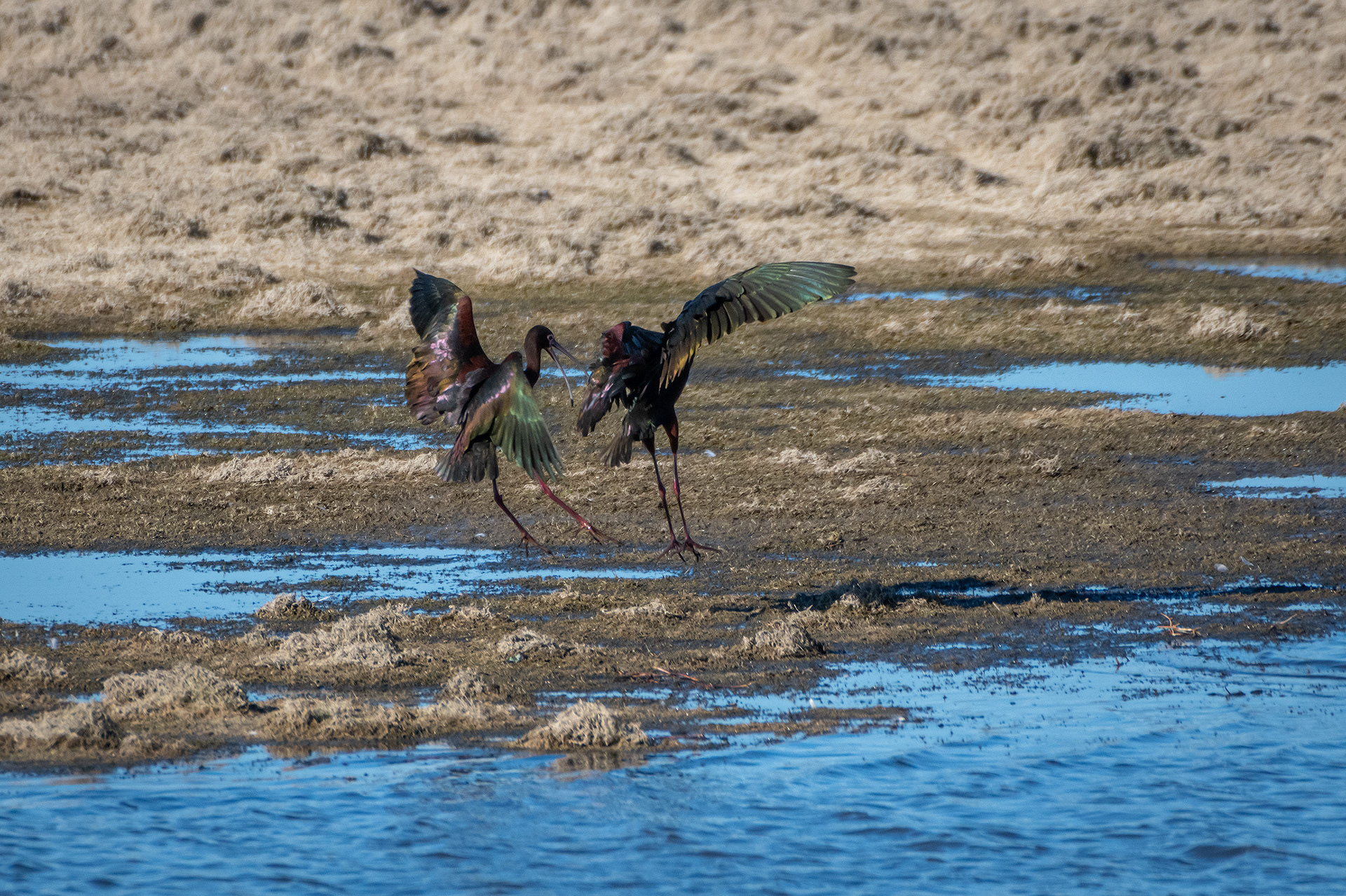 White-faced Ibises, Glenmore Reservoir, North Glenmore Park, Calgary, AB