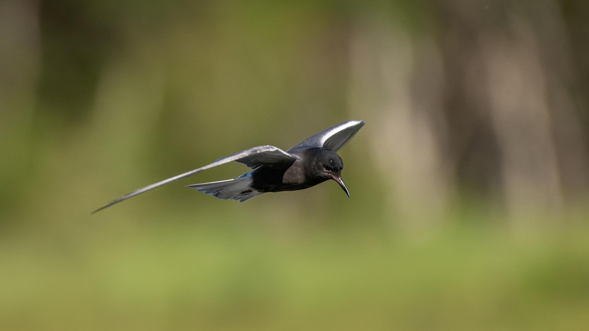 Black Tern (in flight), Marshall Springs ponds, Fish Creek Provincial Park, Calgary, AB