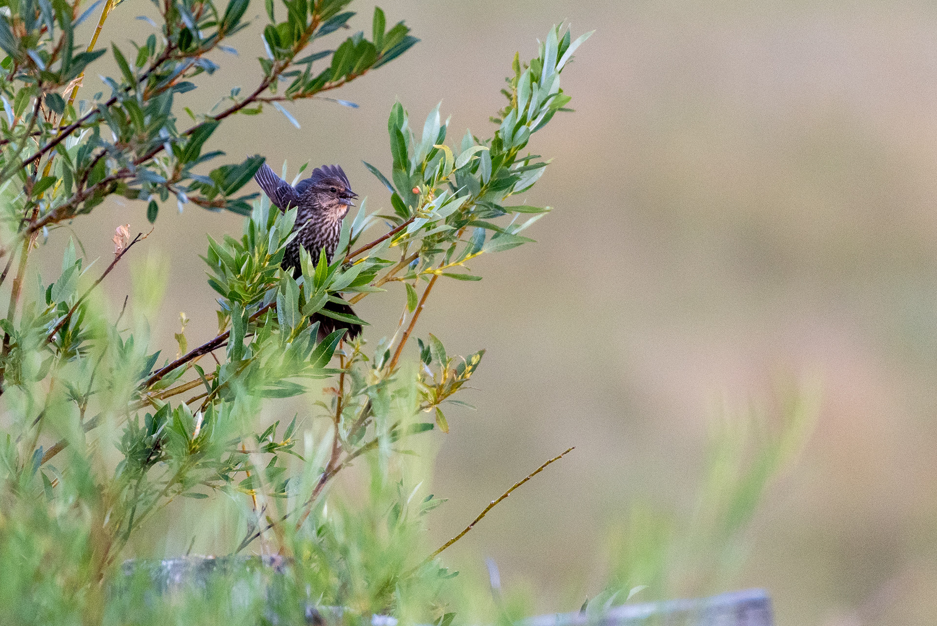 Red-winged Blackbird flaps its wings while choking downing a dragonfly