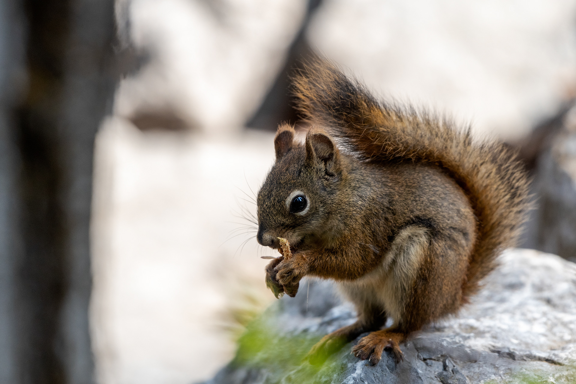 Red Squirrel having a snack in Fish Creek Provincial Park