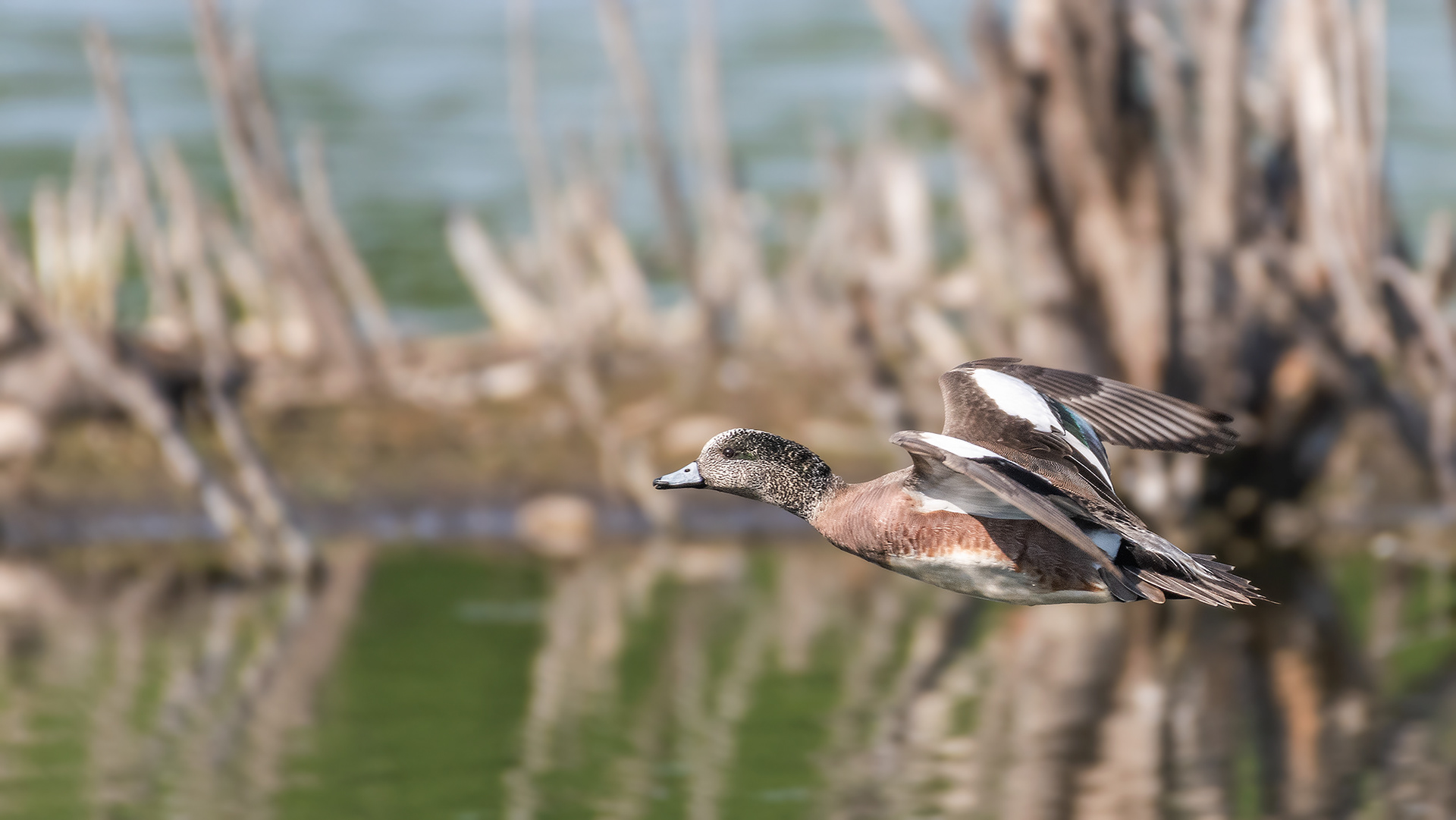American Wigeon (in flight) at the Marshall Springs ponds in Fish Creek Provincial Park, Calgary, Alberta
