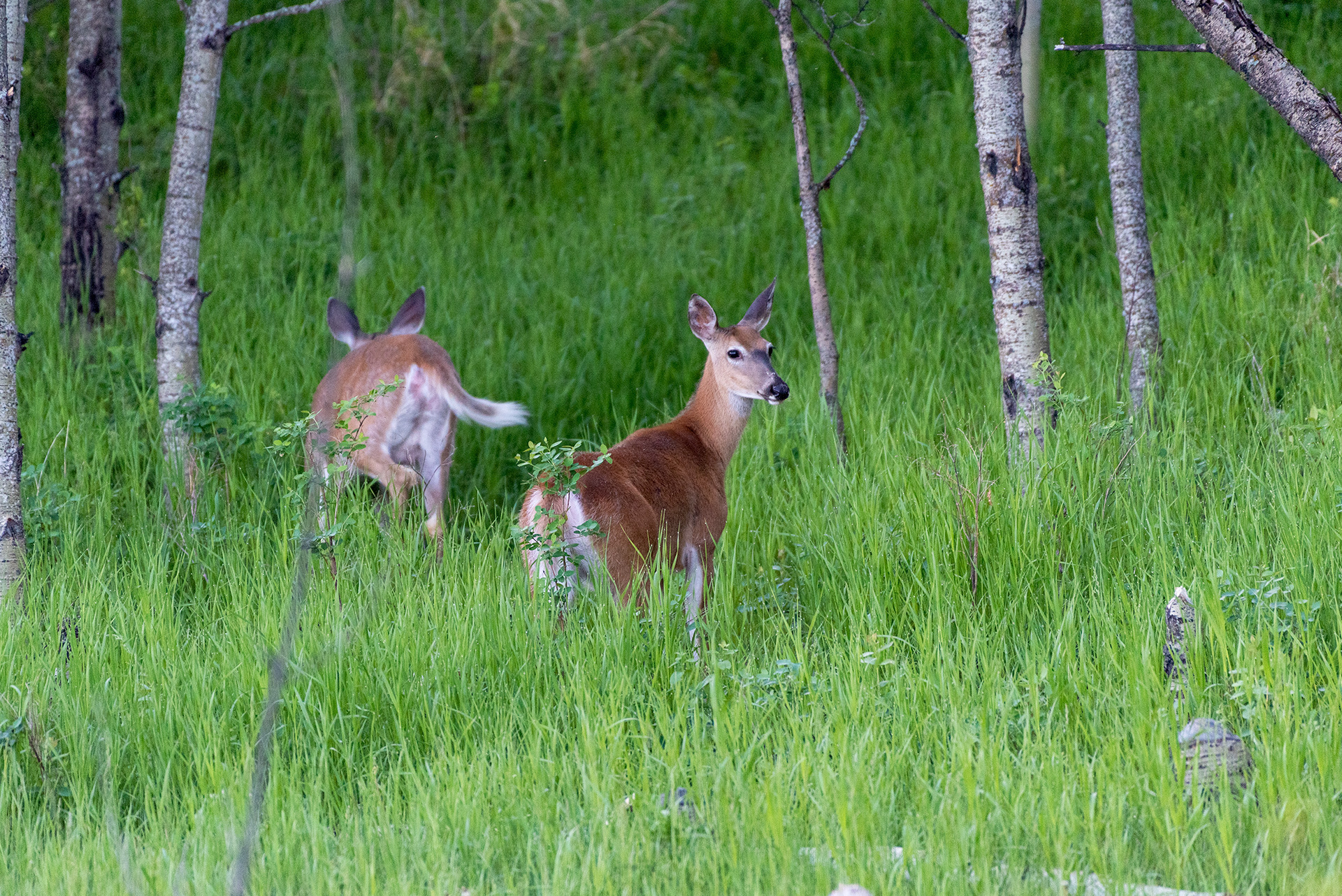 Deer, Marshall Springs, Fish Creek Provincial Park, Calgary