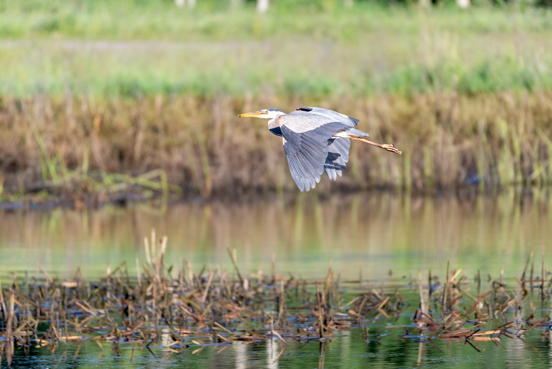 Great Blue Heron (in flight, side view)