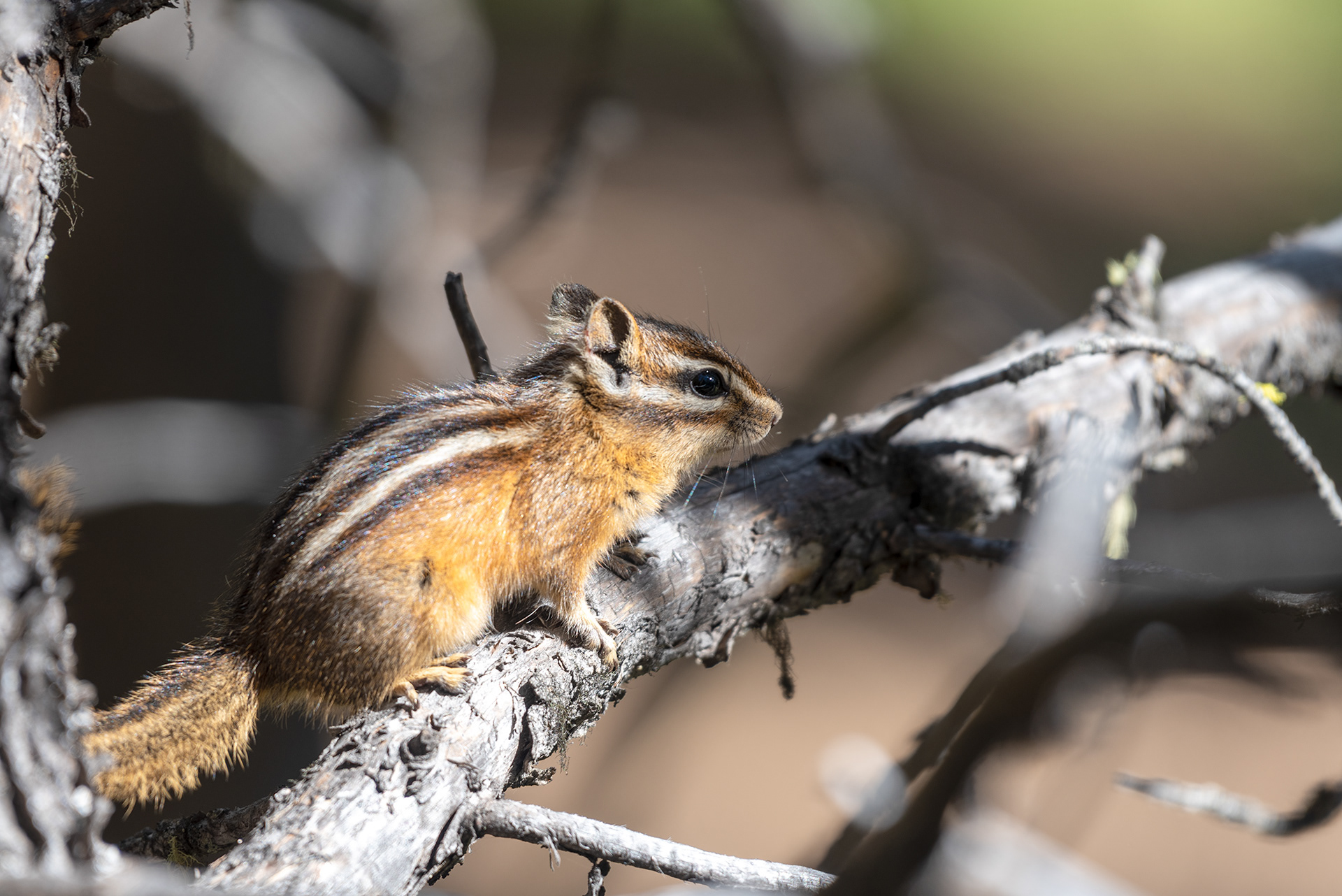 Chipmunk at Prairie Mountain