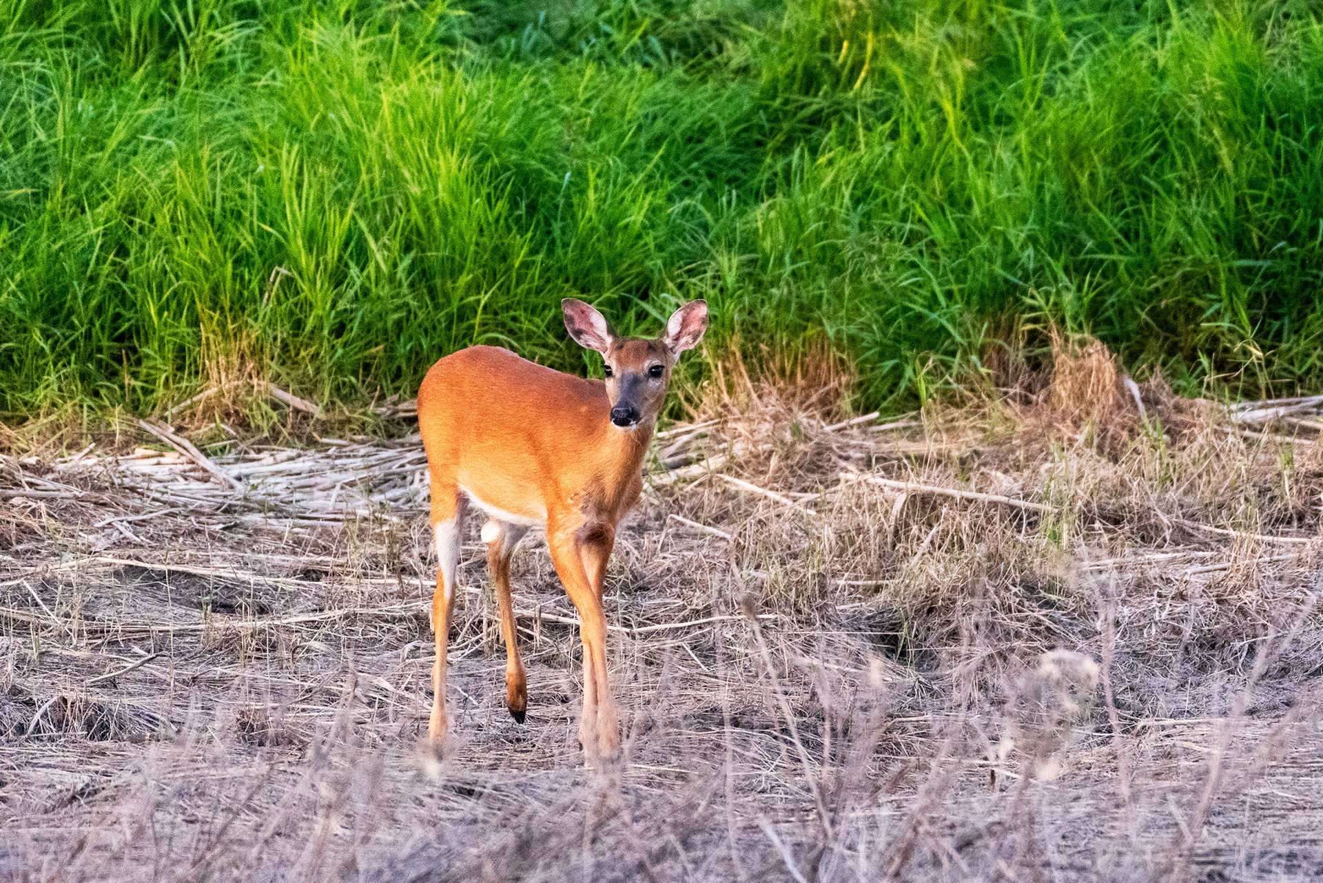Deer