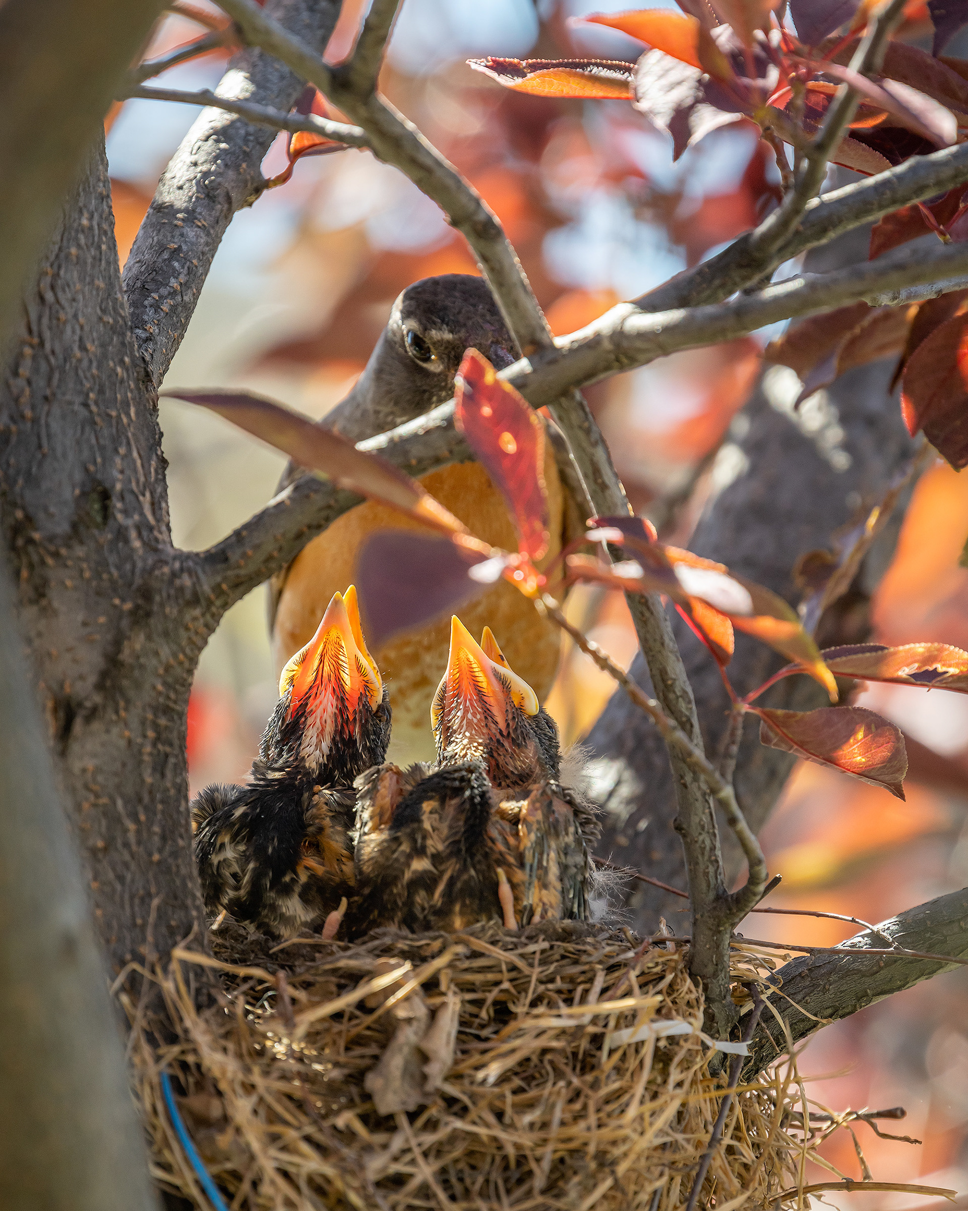 American Robin (female) with hatchlings, Bridlewood, Calgary, AB