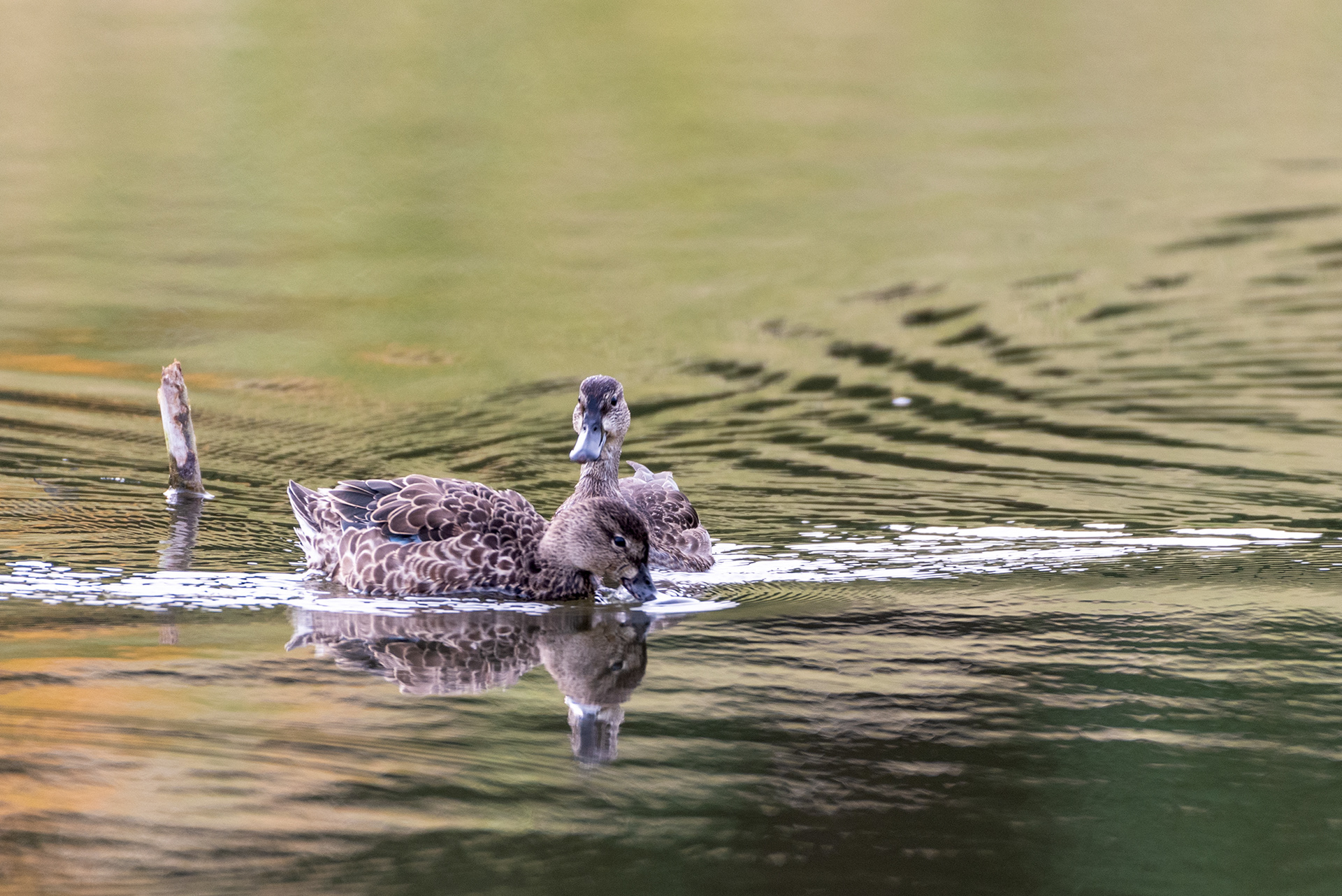 Blue-winged Teal (females) at the Marshall Springs ponds in Fish Creek Provincial Park