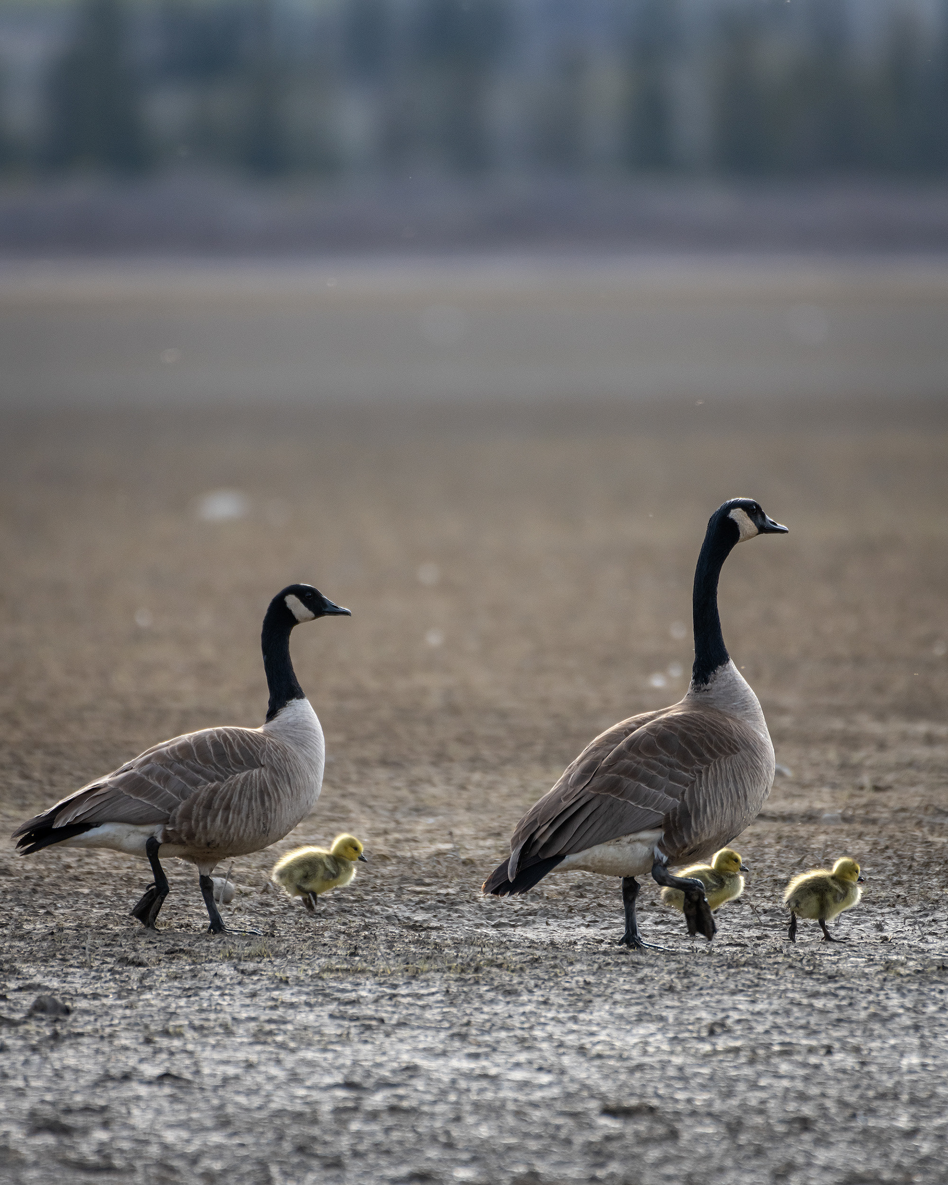 Canada Goose family, Glenmore Reservoir, North Glenmore Park, Calgary, AB