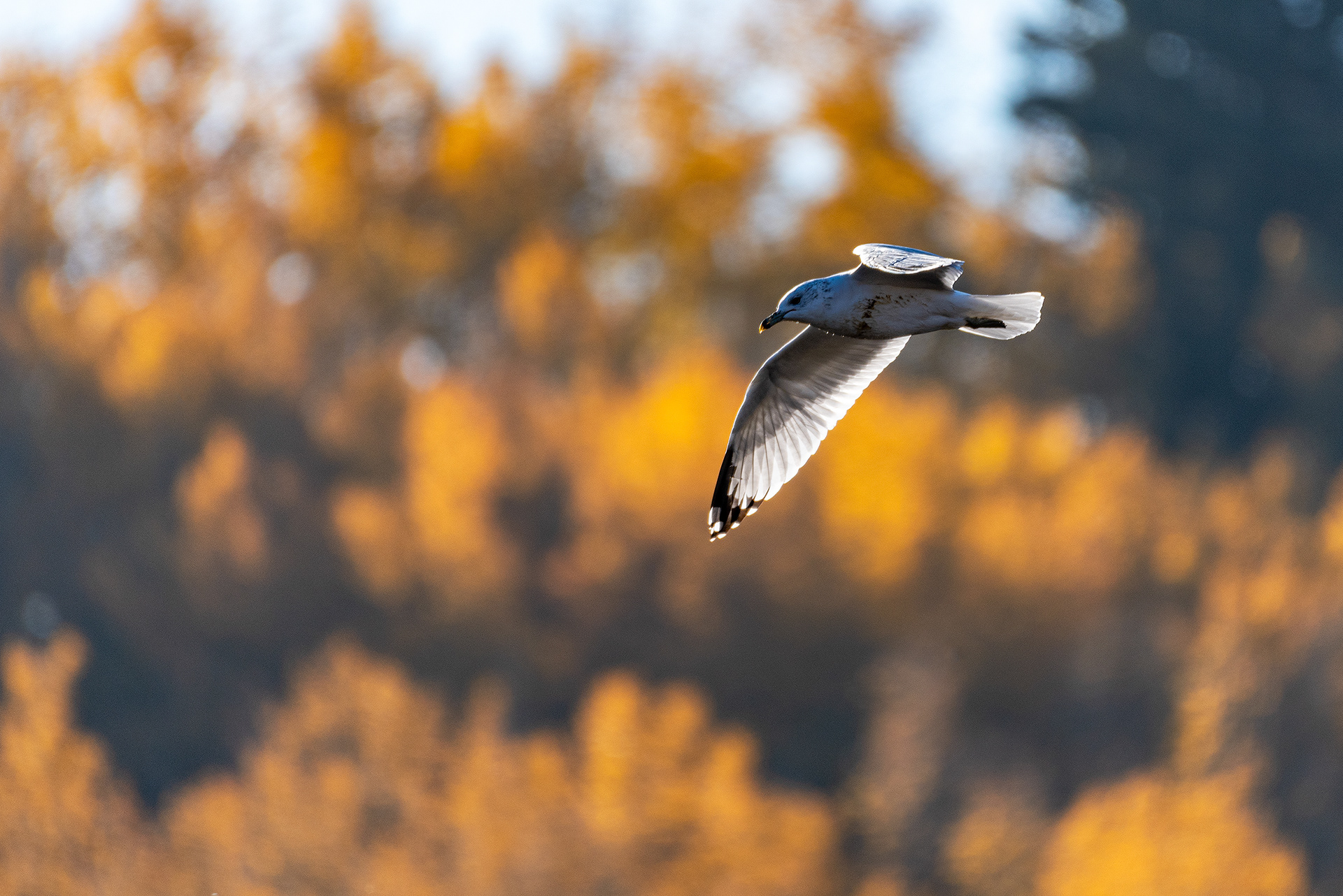 Ring-billed Gull, in flight, at the Marshall Springs ponds in Fish Creek Provincial Park