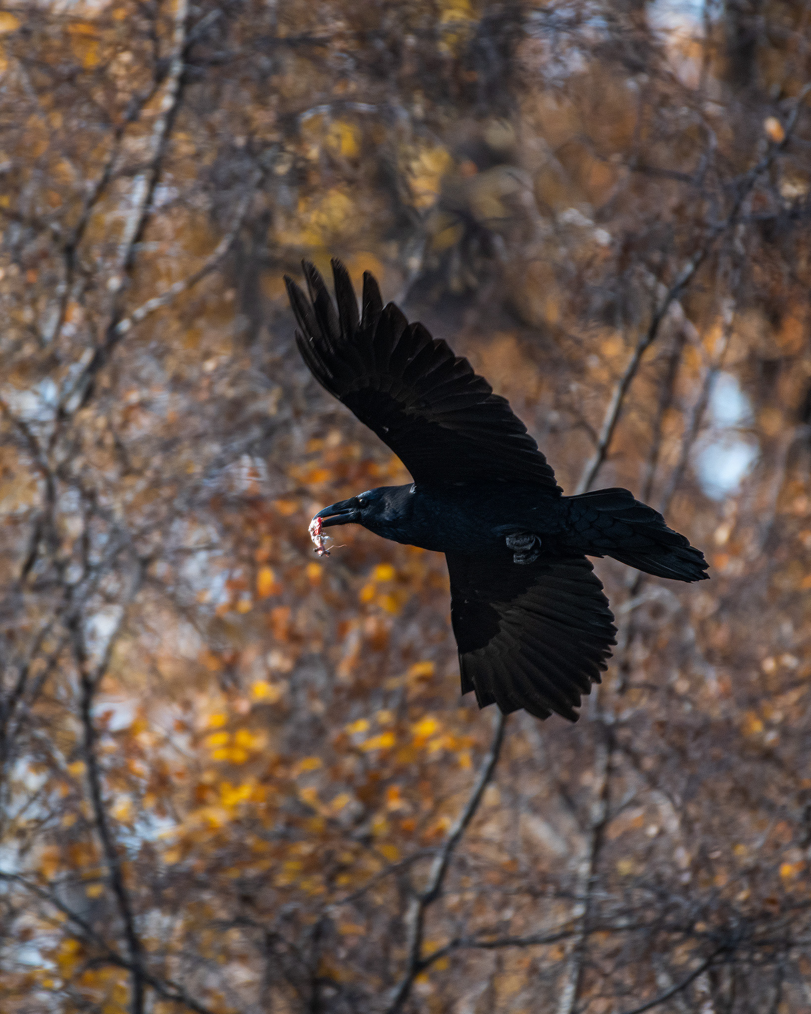 American Crow (in flight), Inglewood Bird Sanctuary, Calgary, AB - October 19th