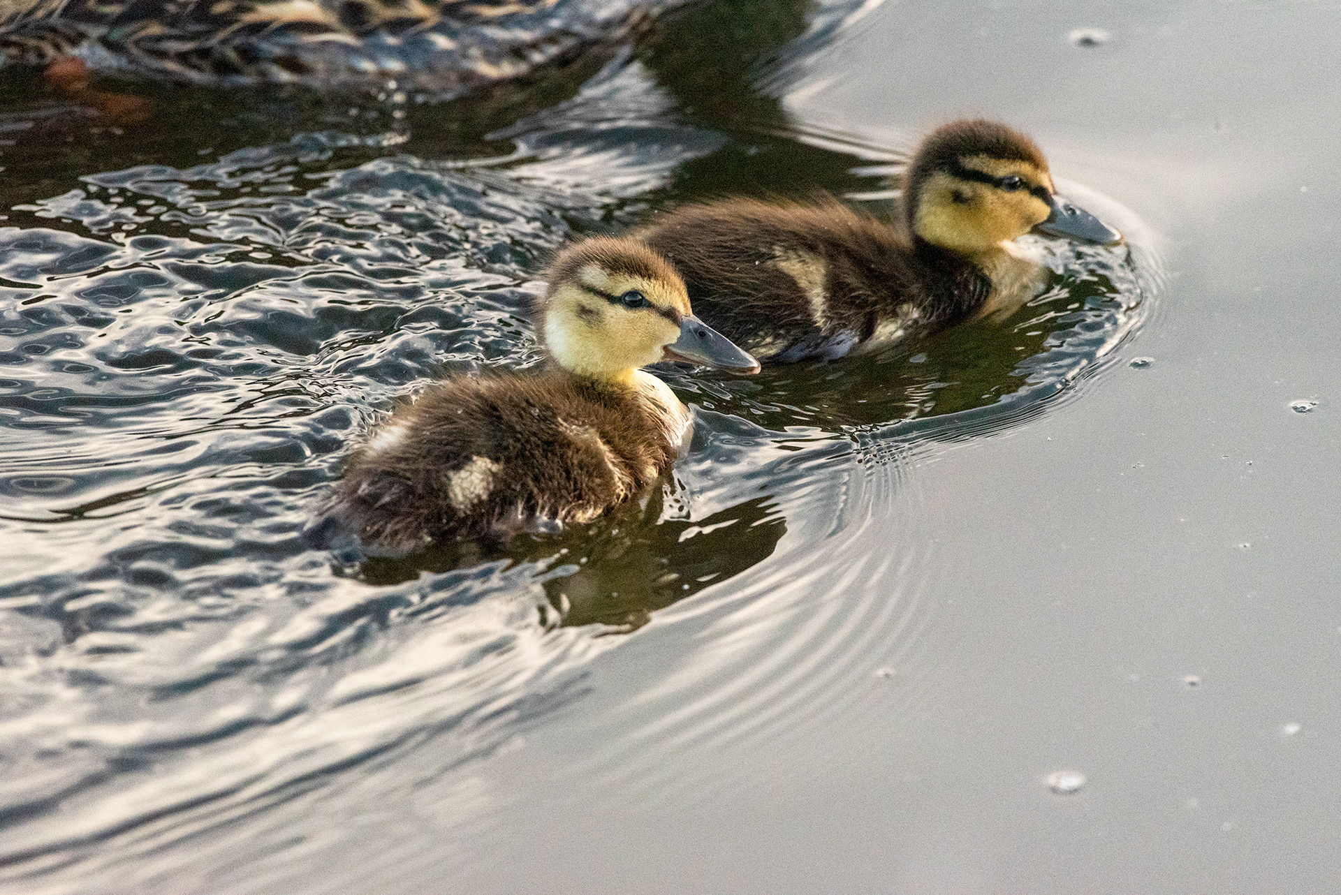 Mallard ducklings, Marshall Springs, Fish Creek Provincial Park, Calgary, Alberta