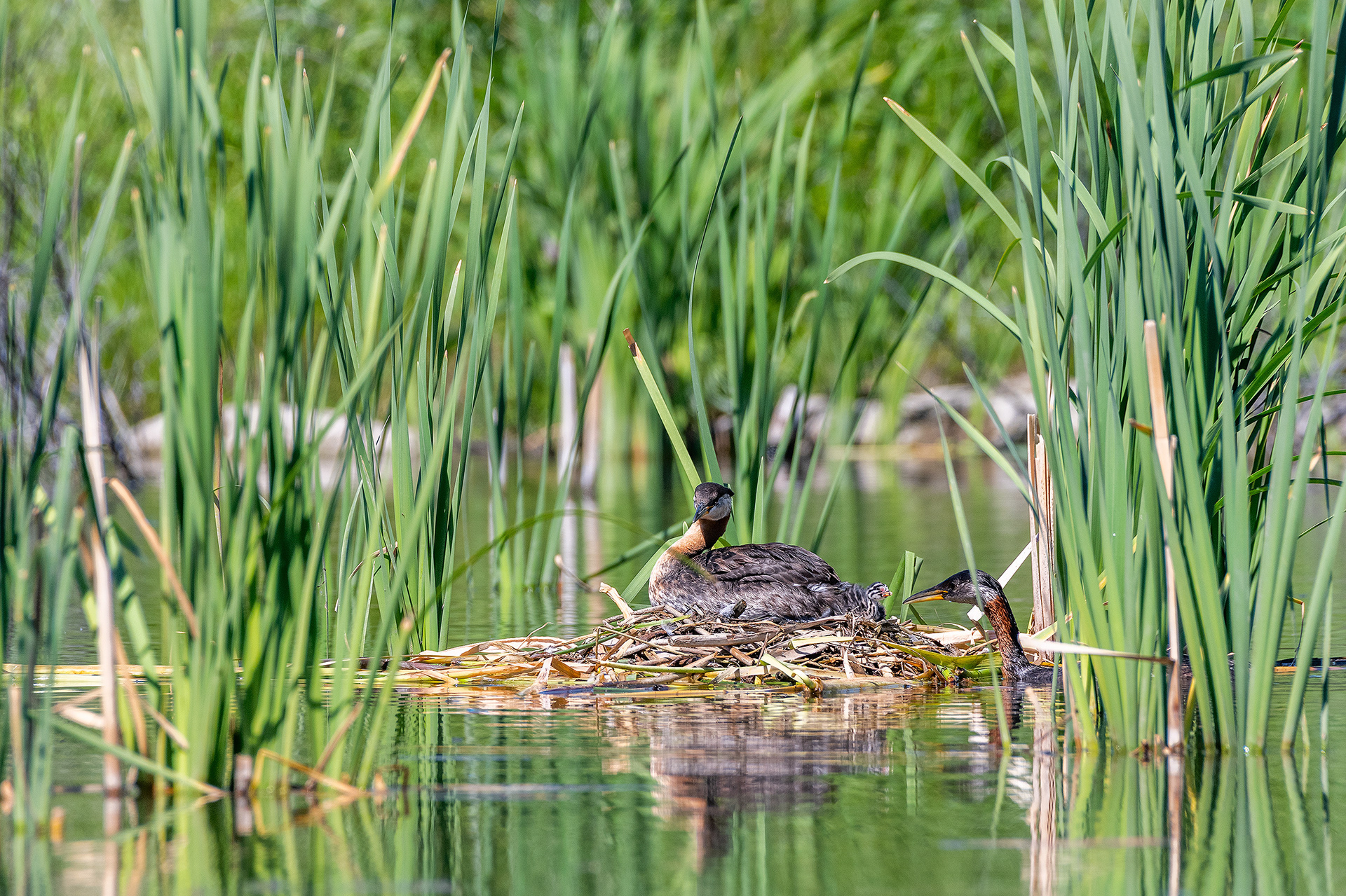 Red-necked Grebe pair at their nest with a chick (female on the nest, male interacting with the chick), Marshall Springs - Fish Creek Prov. Park, Calgary, AB