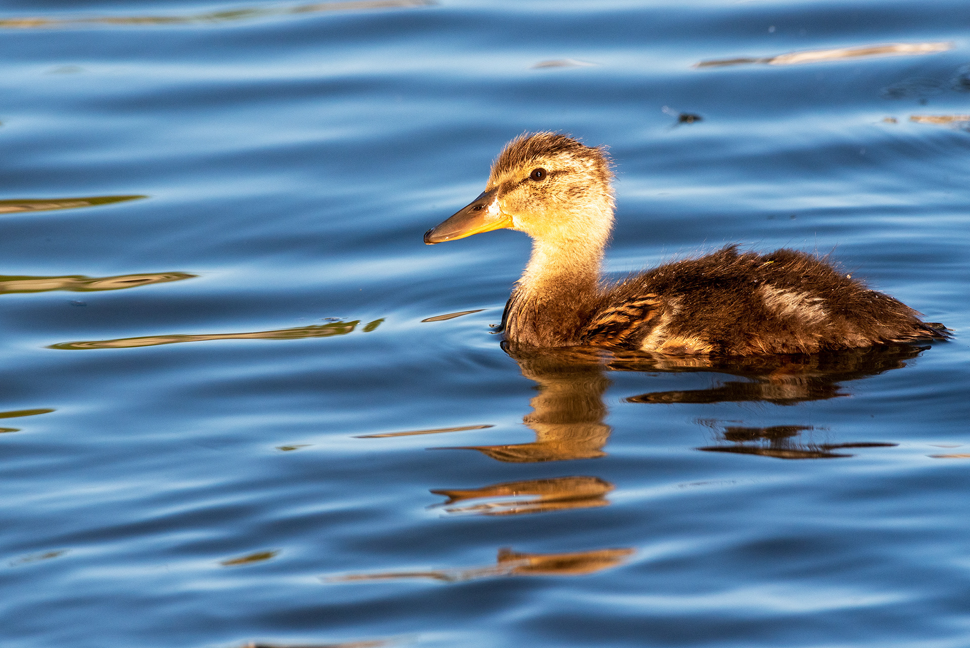 Mallard duckling