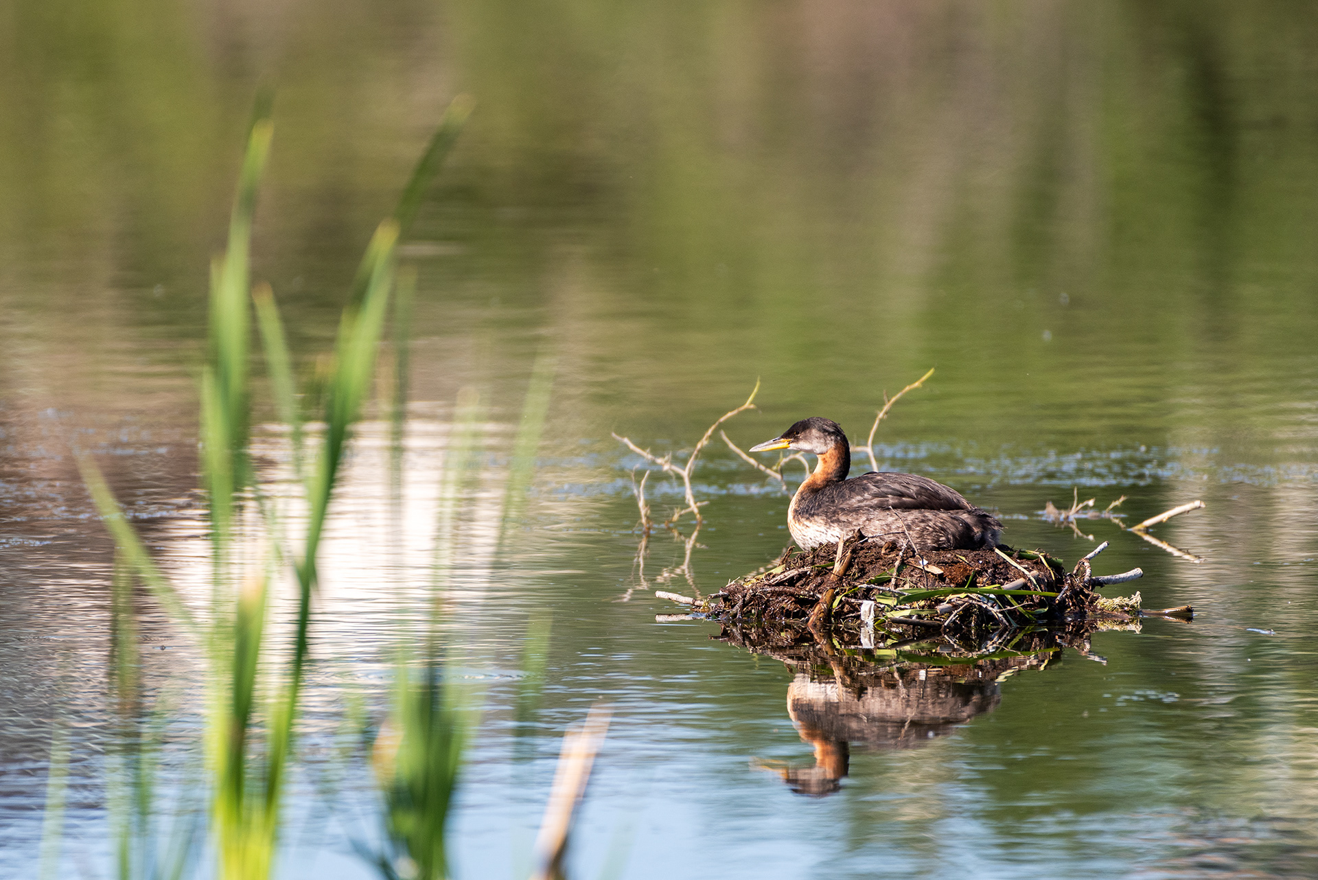 Red-necked Grebe, Bridlewood Wetlands Park, Calgary, Alberta
