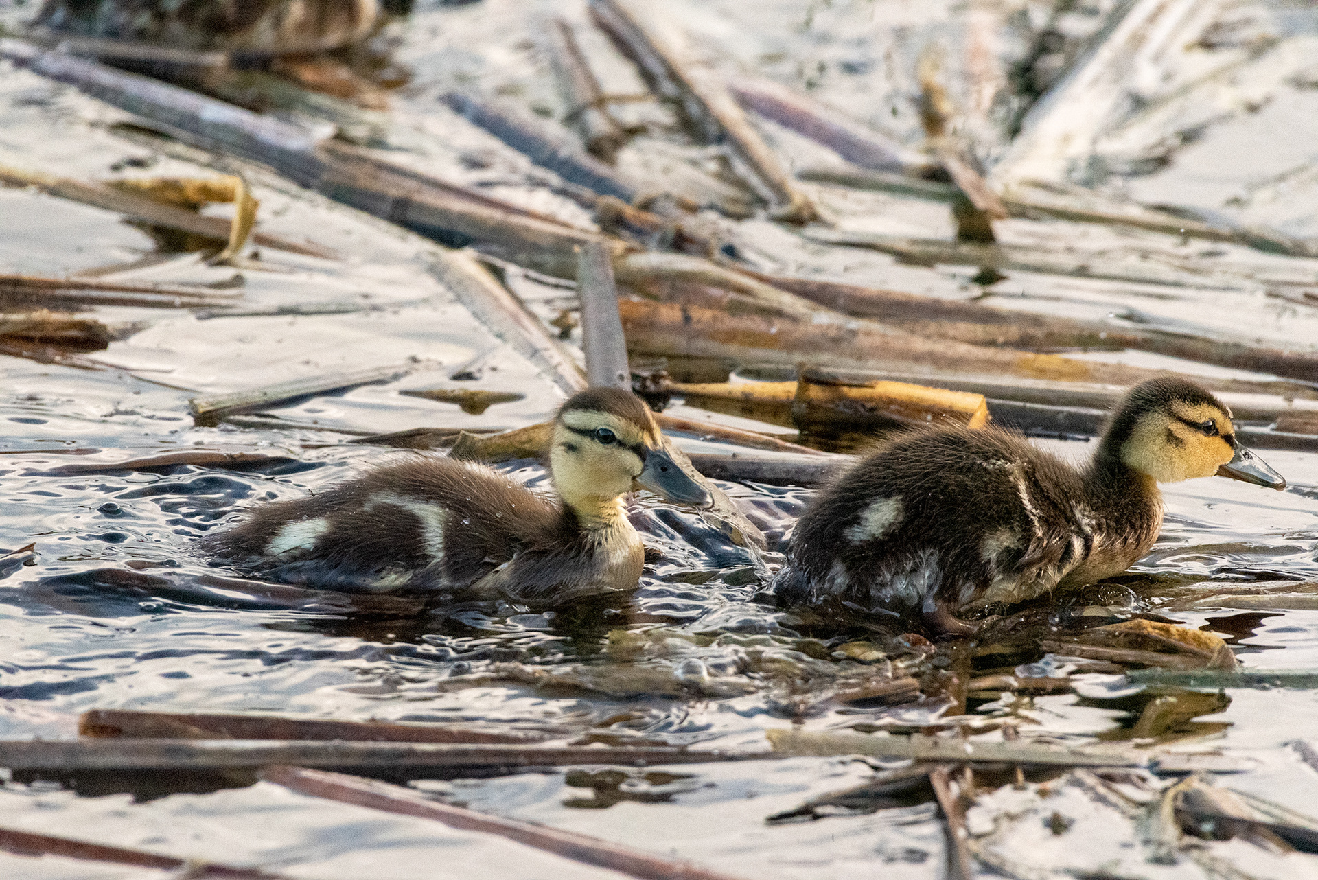 Mallard ducklings, Marshall Springs, Fish Creek Provincial Park, Calgary, Alberta