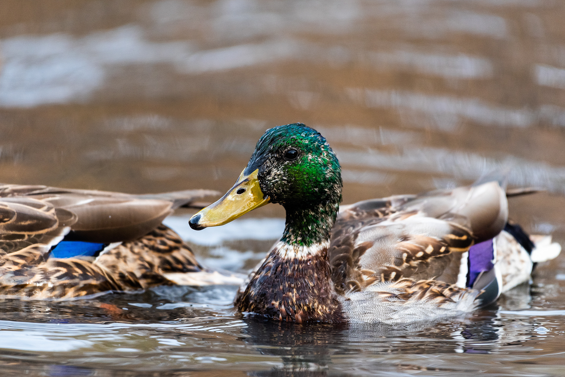Mallards near the Marshall Springs ponds in Fish Creek Provincial Park