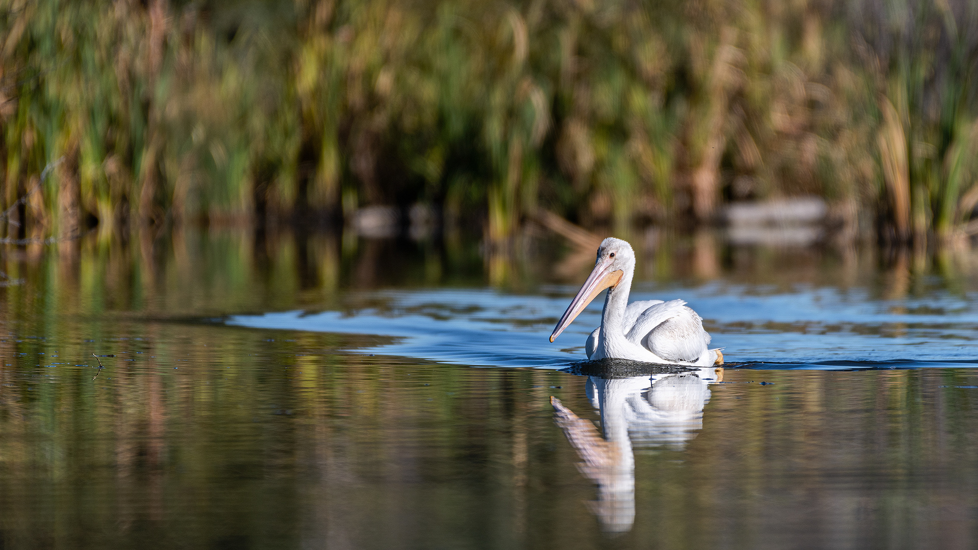 Pelican, Marshall Springs - Fish Creek Prov. Park, Calgary, AB