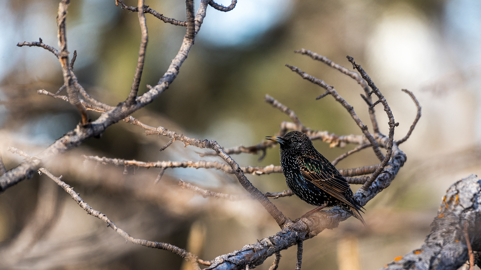 European Starling, Inglewood, Calgary, AB