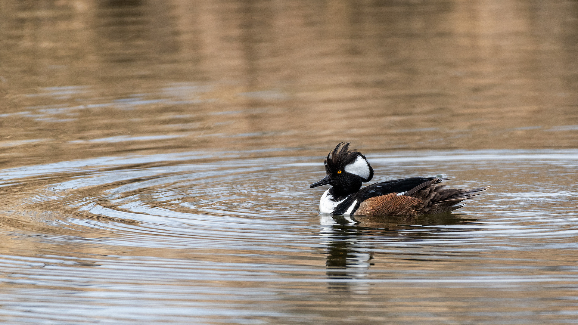 Hooded Merganser (male) at the Inglewood Bird Sanctuary & Nature Centre, Calgary, Alberta