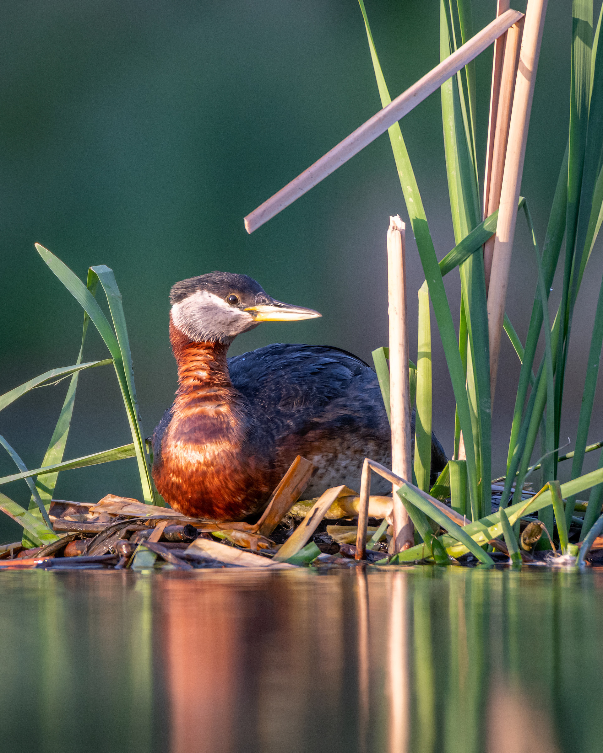Red-necked Grebe, Marshall Springs ponds, Fish Creek Provincial Park, Calgary, AB