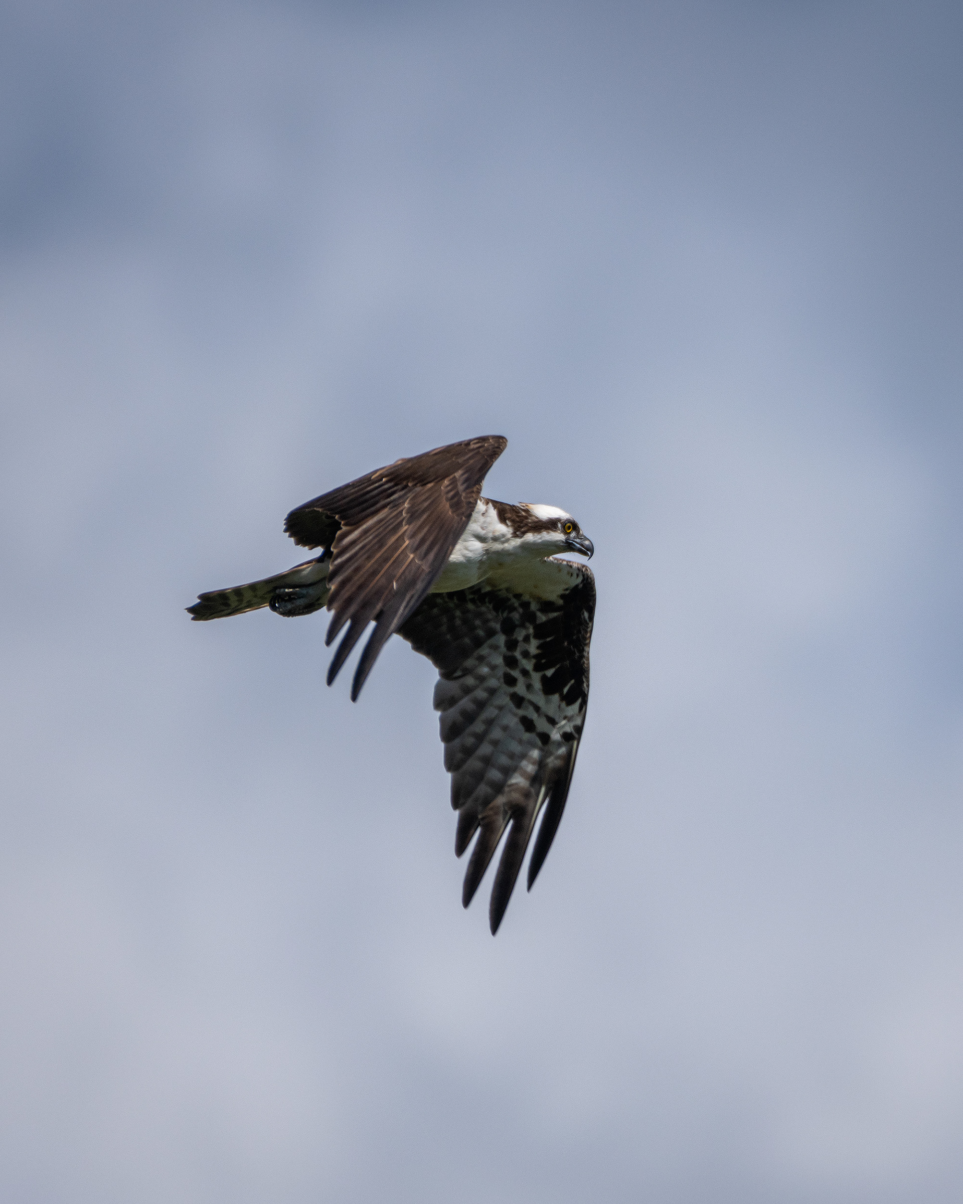 Osprey (in flight), Marshall Springs ponds, Fish Creek Provincial Park, Calgary, AB