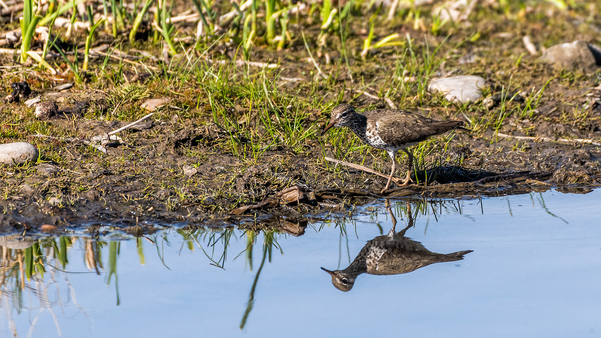 Spotted Sandpiper at the edge of a Marshall Springs pond in Fish Creek Provincial Park, Calgary, Alberta