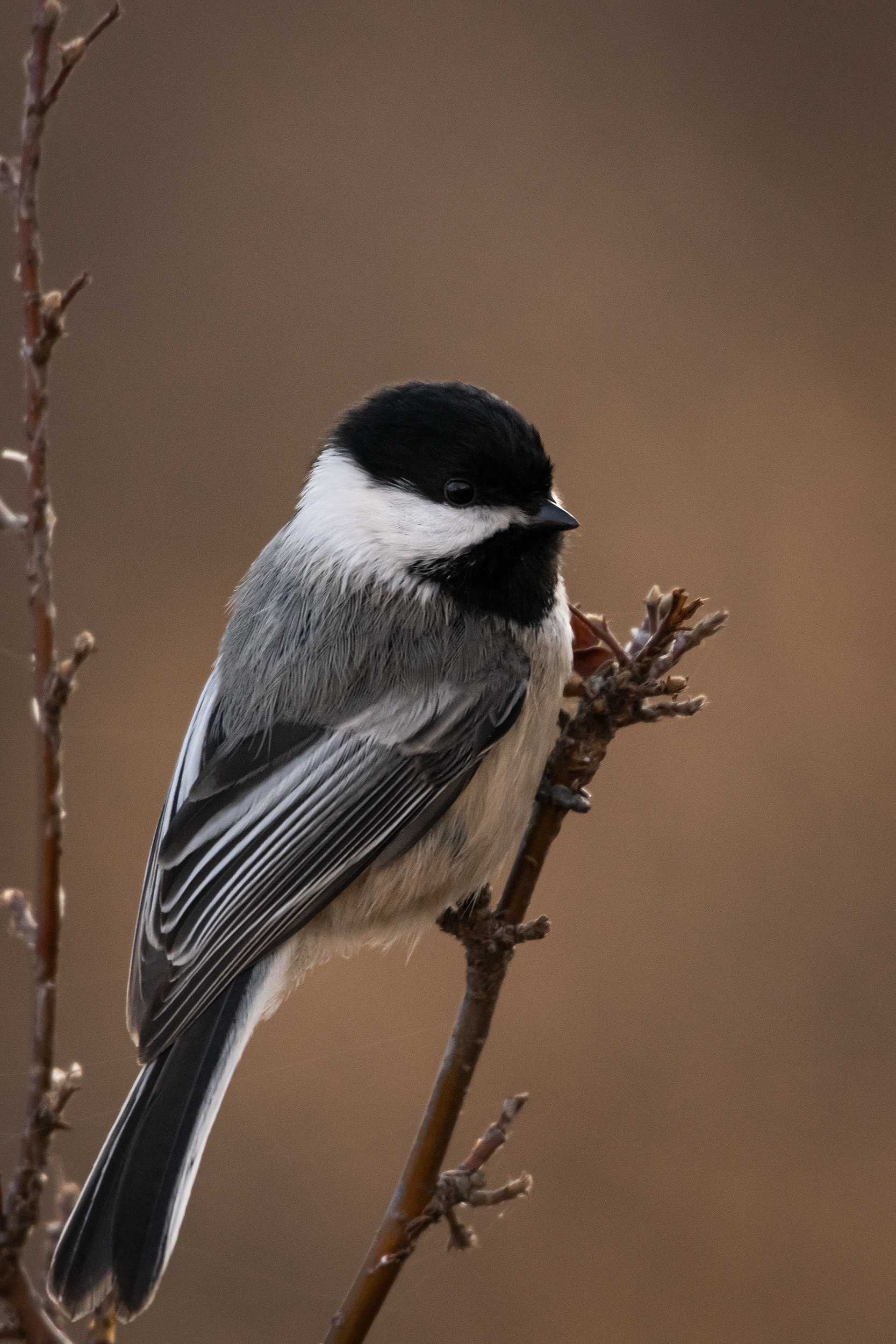 Black-capped Chickadee, Inglewood Bird Sanctuary, Calgary, AB