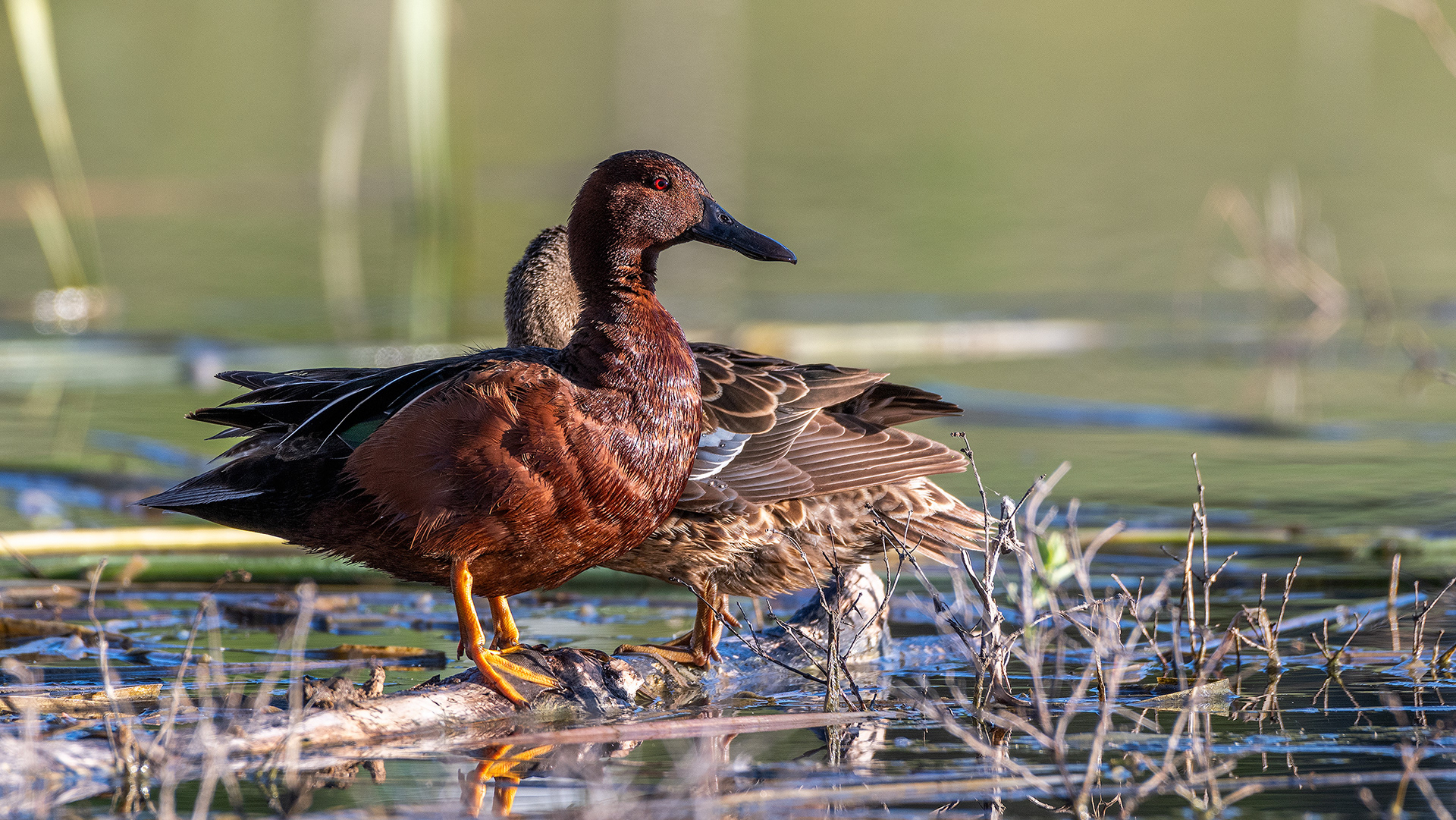 Cinnamon Teal (male, female behind) at the Marshall Springs ponds in Fish Creek Provincial Park, Calgary, Alberta