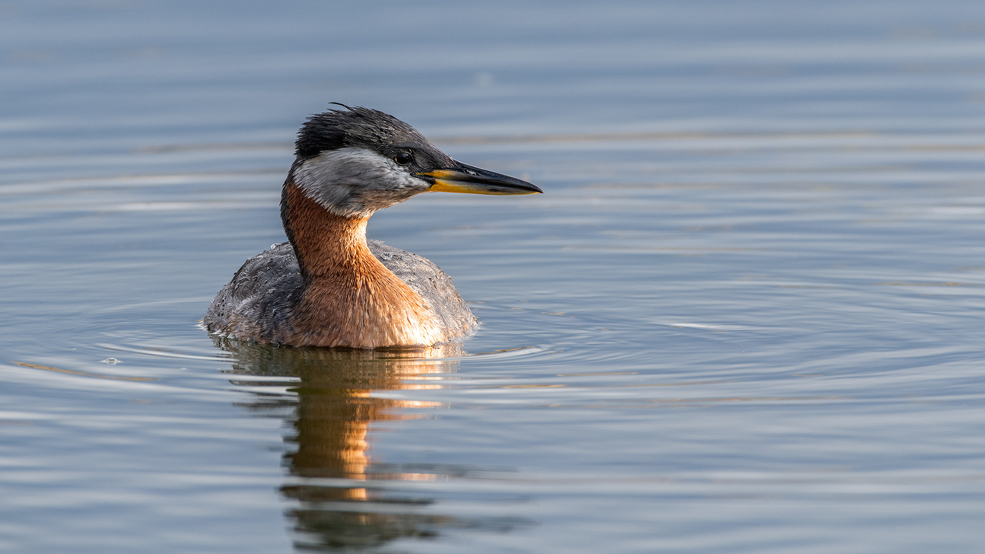 Red-necked Grebe (male) at Bridlewood Wetlands Park, Calgary, Alberta