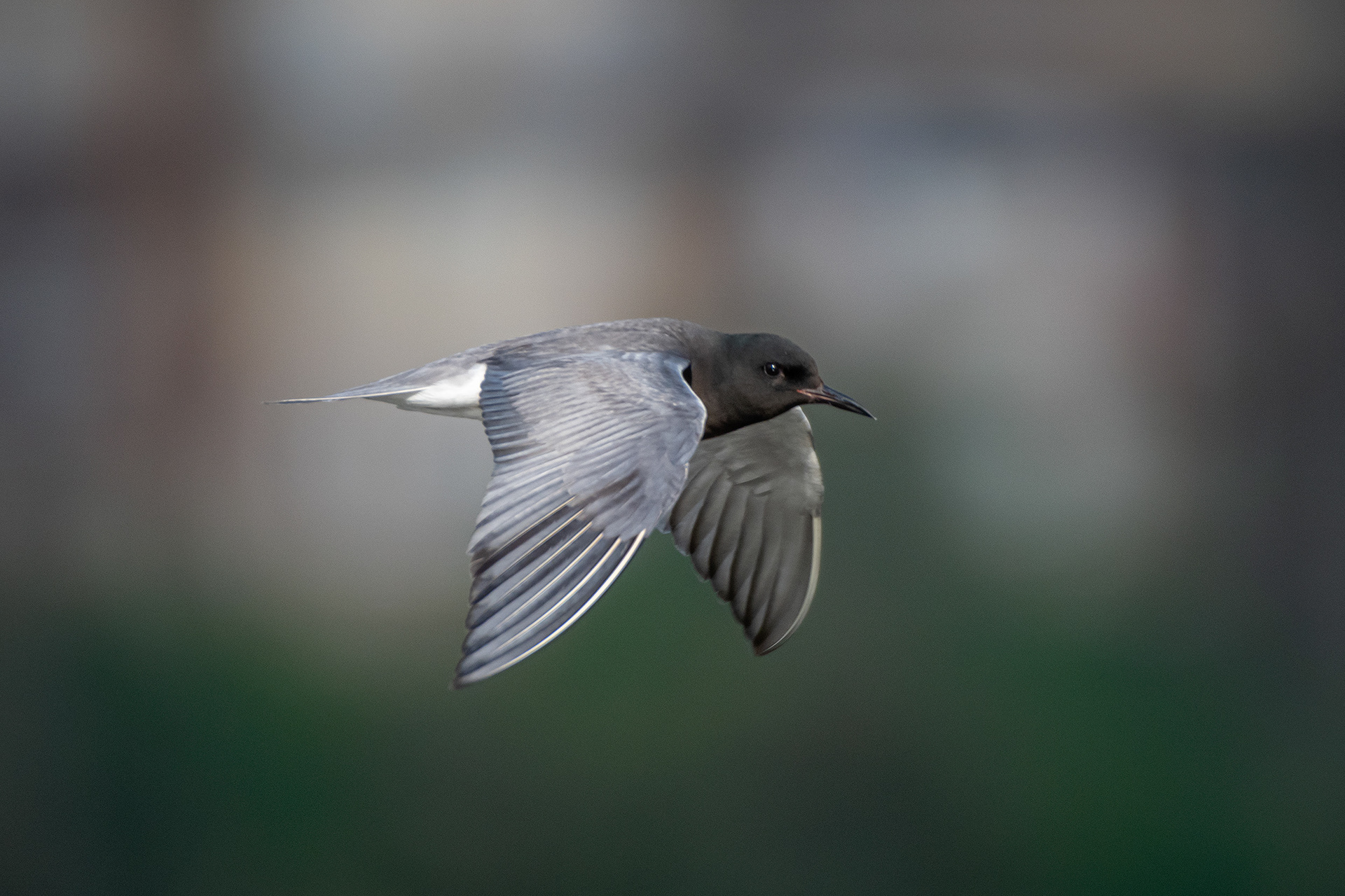 Black Tern (in flight), Marshall Springs ponds, Fish Creek Provincial Park, Calgary, AB