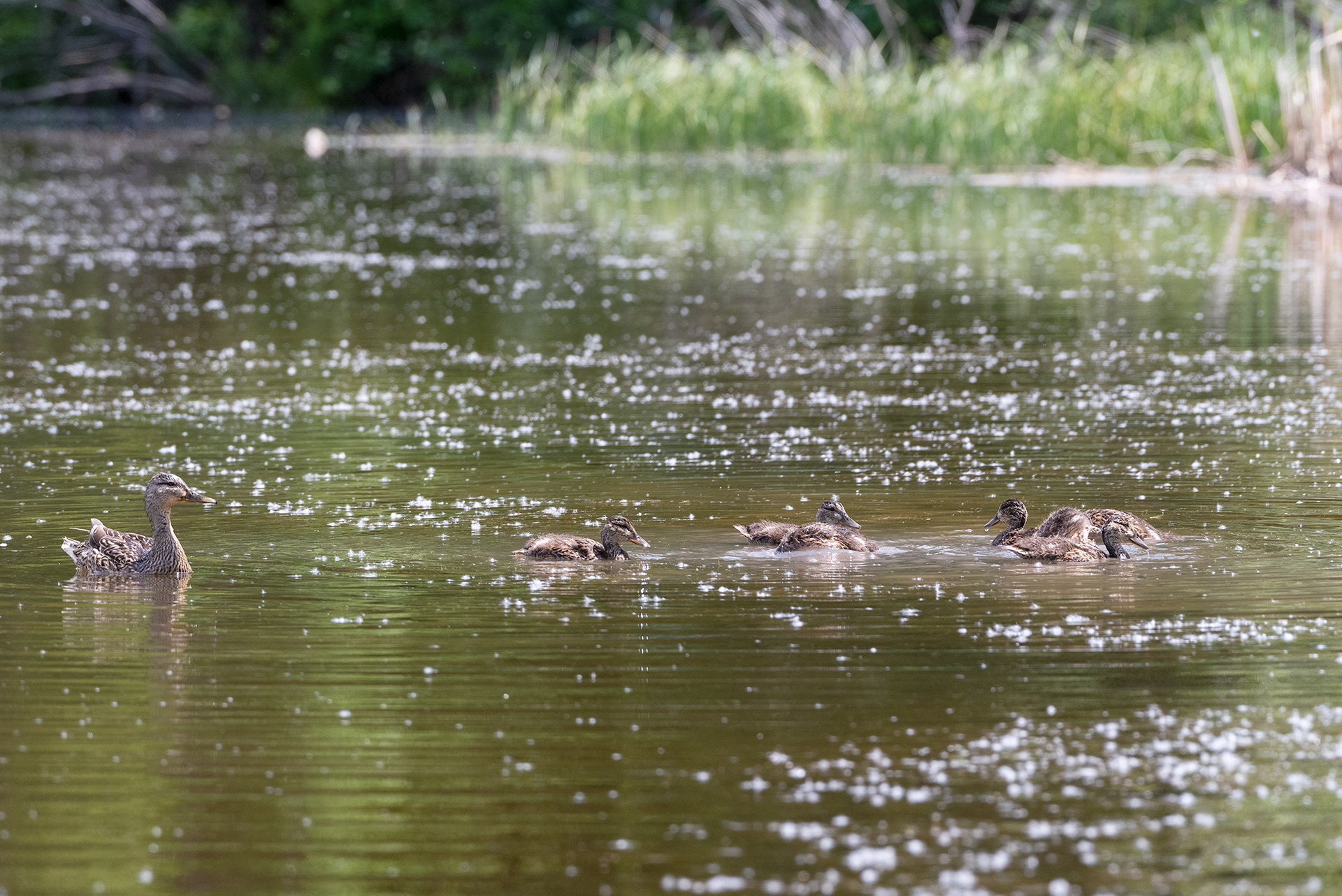 Mallard, ducklings, Weaselhead Flats , Elbow River, Calgary, Alberta