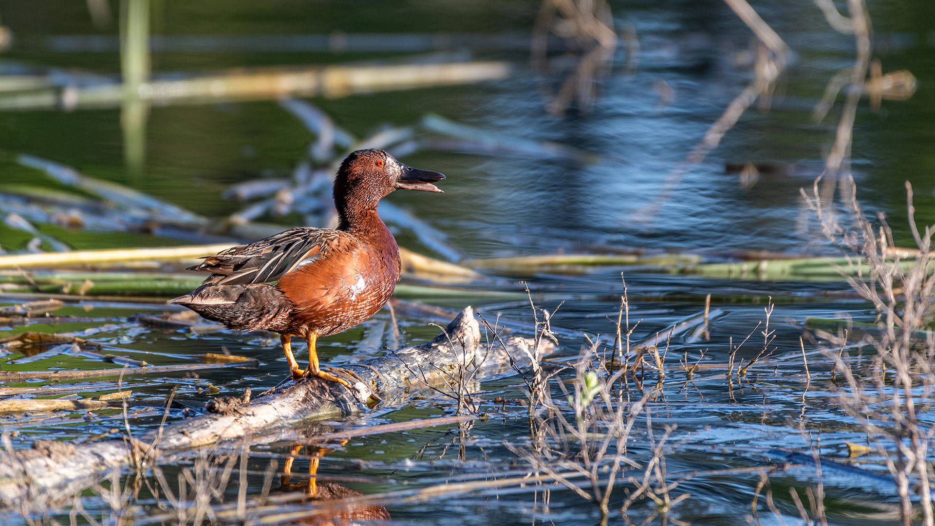 Cinnamon Teal (male) at the Marshall Springs ponds in Fish Creek Provincial Park, Calgary, Alberta