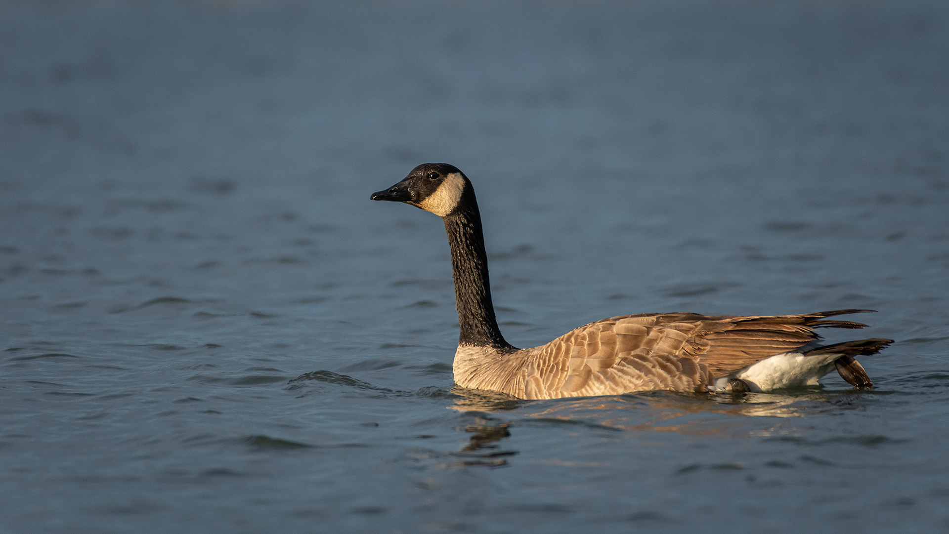 Canada Goose, Glenmore Reservoir, North Glenmore Park, Calgary, AB